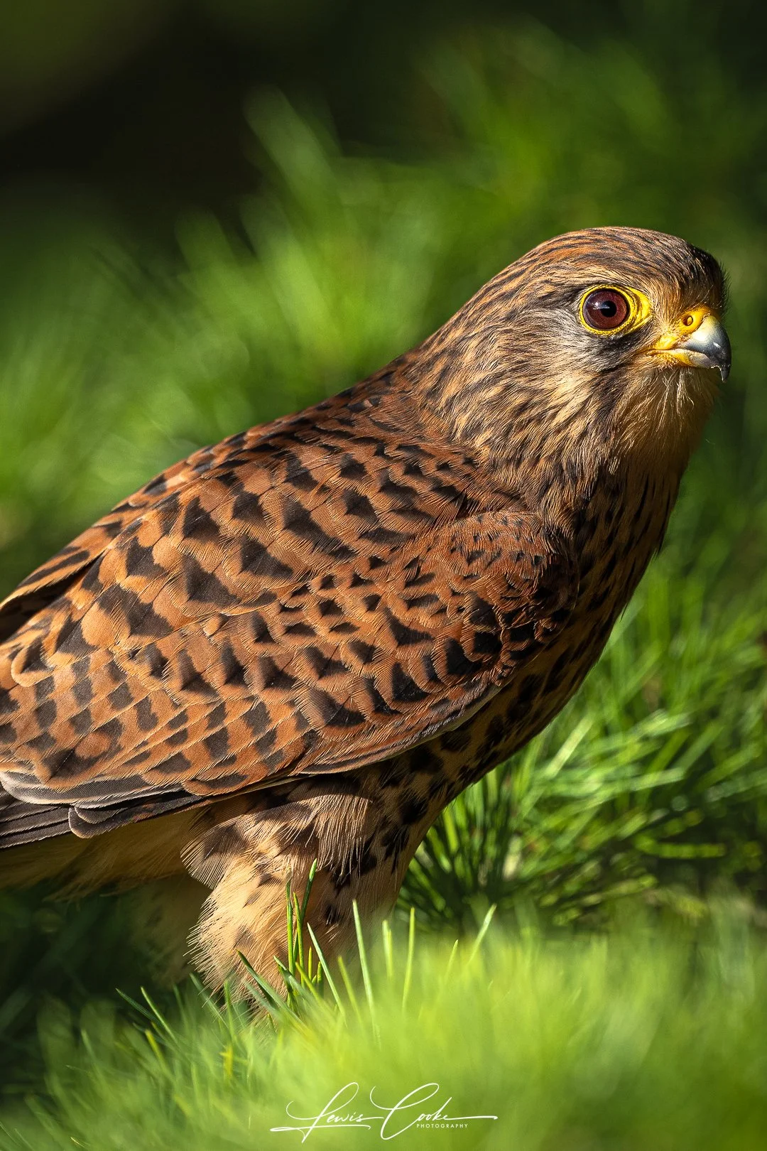 Kestrel Portrait (Digital, Hi Res)