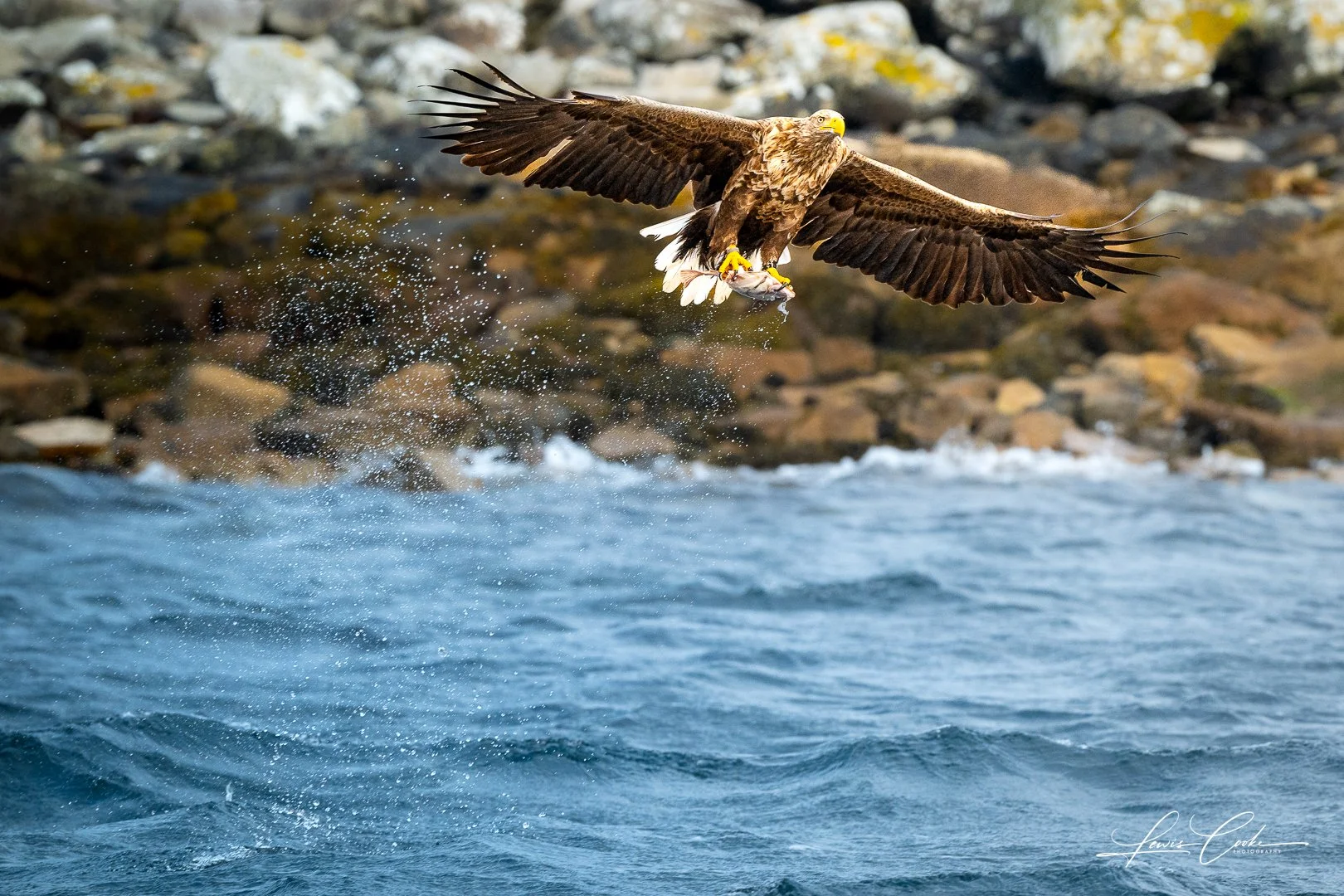 A brown eagle flying above water with a fish in its talons, near a rocky shoreline.