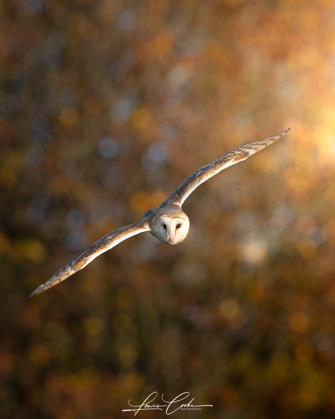 Barn Owl in Flight (Digital, Hi Res)