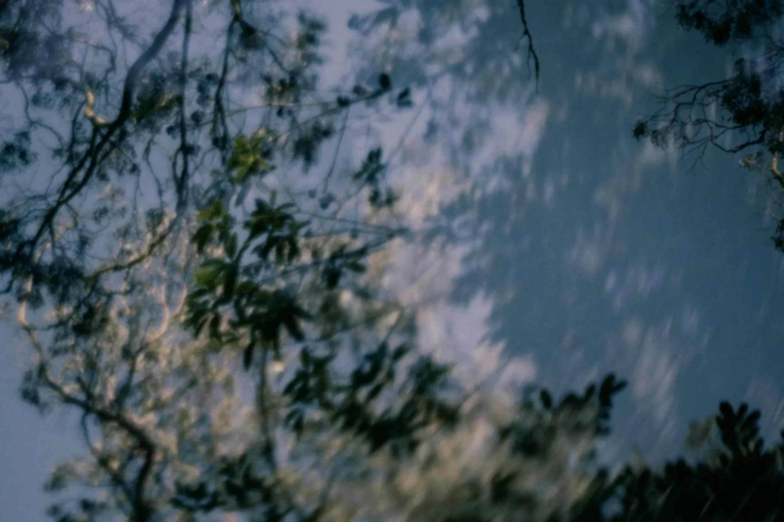 Blurred image of tree branches and leaves reflected in water.