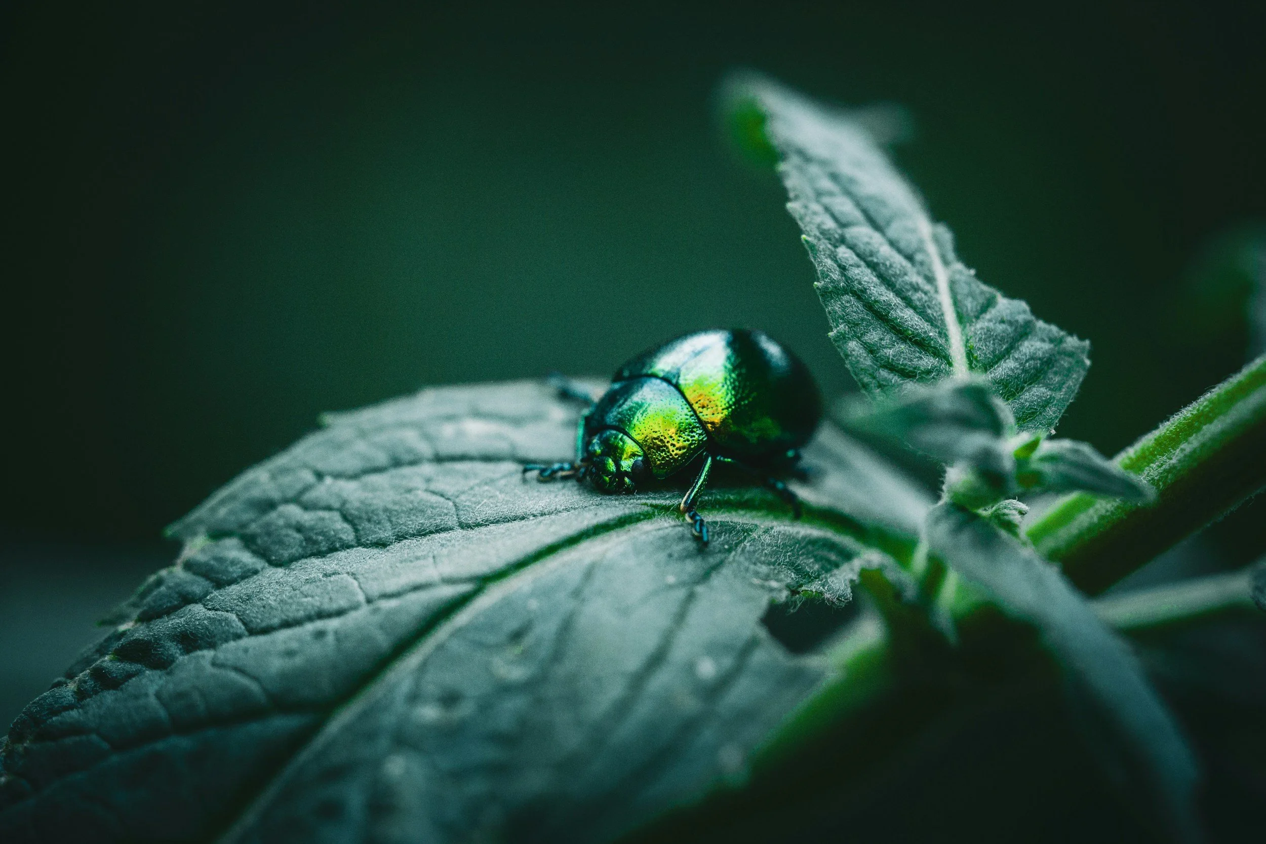 Close-up of a shiny green beetle on a textured green leaf.