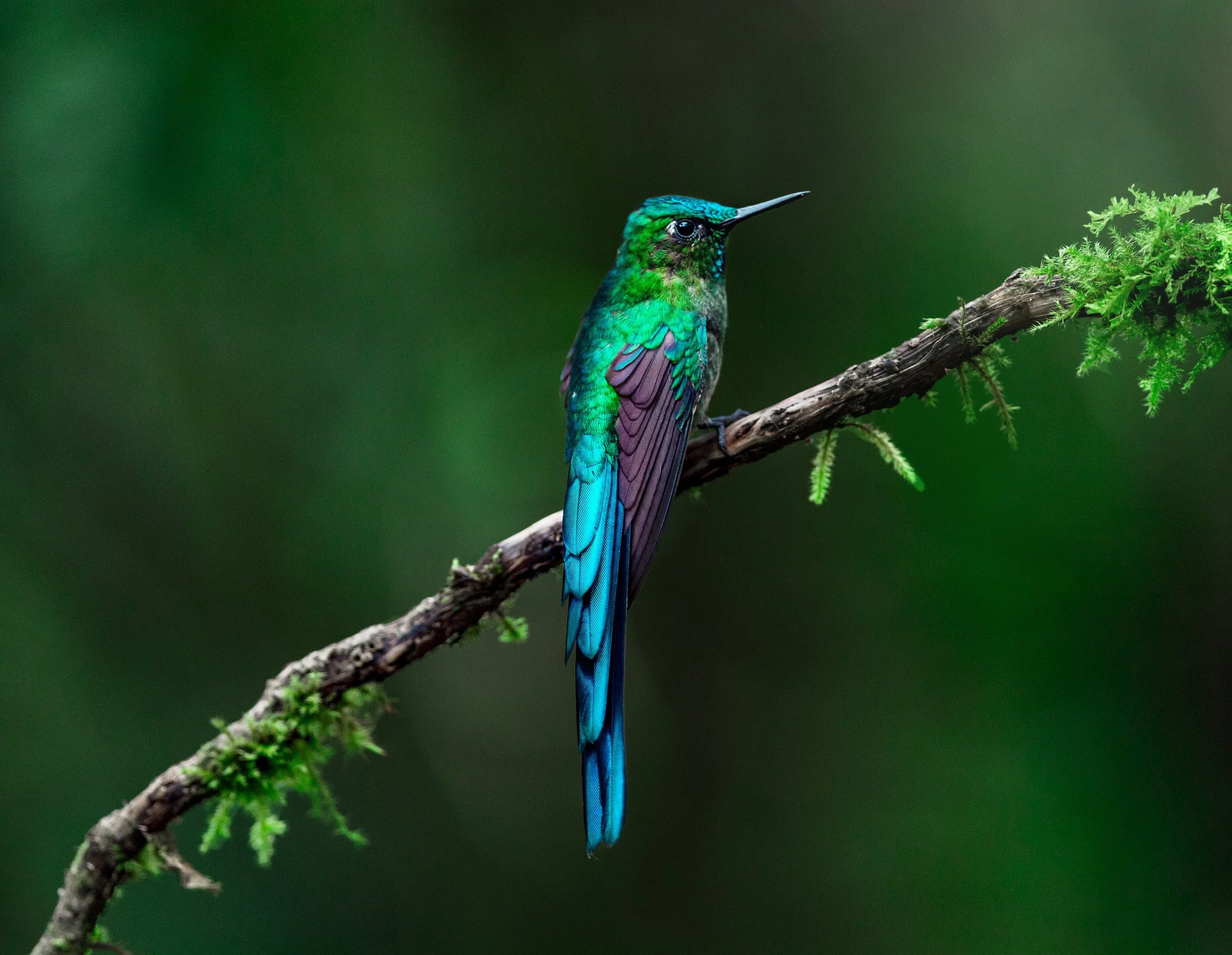 Colorful hummingbird perched on a branch against a blurred green background.