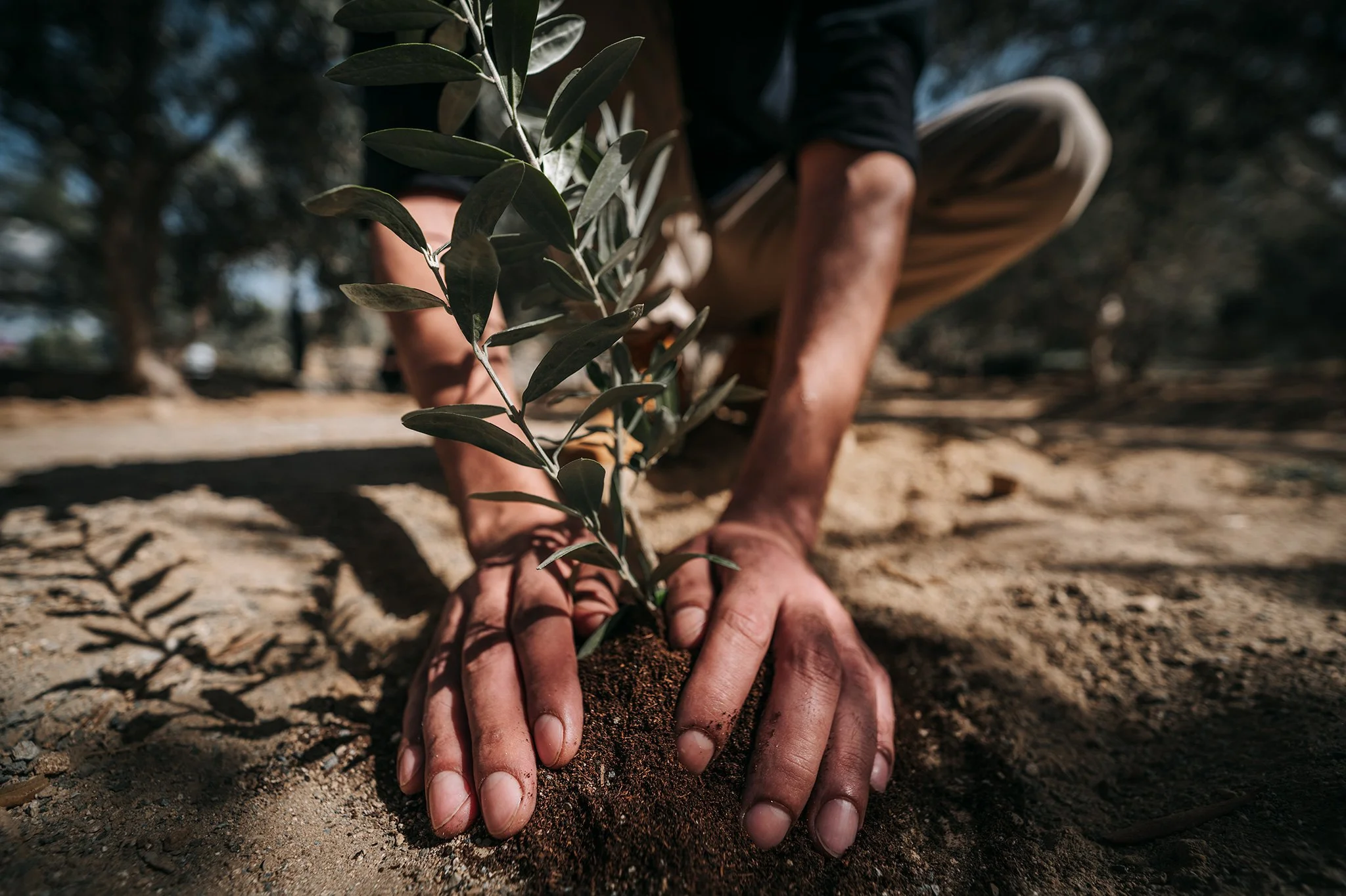 una persona pianta una pianta di olive nel terreno