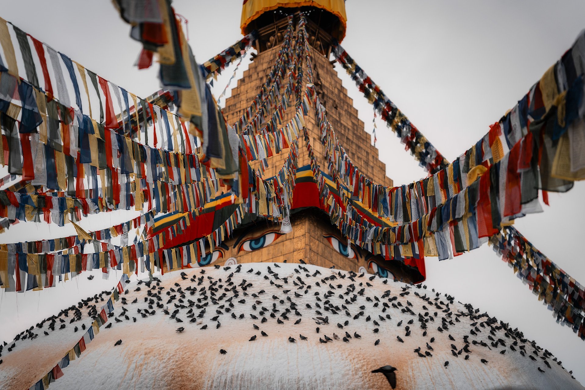 Nella foto si vede una grande pagoda tibetana decorata con tante corde di tessuto colorato e un grande volto di Buddha dipinto sull'edificio. In basso ci sono molti uccelli appollaiati sulla superficie bianca della pagoda.
