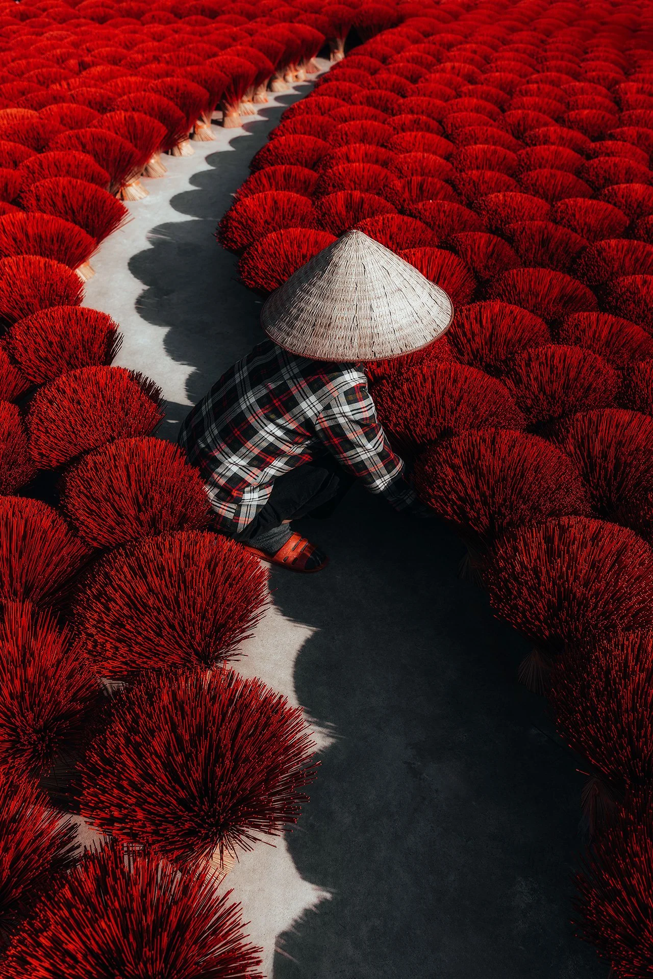 Una persona indossa un cappello conico tradizionale e abbigliamento a quadri mentre raccoglie bacche rosse in un campo con molte pigne rosse.