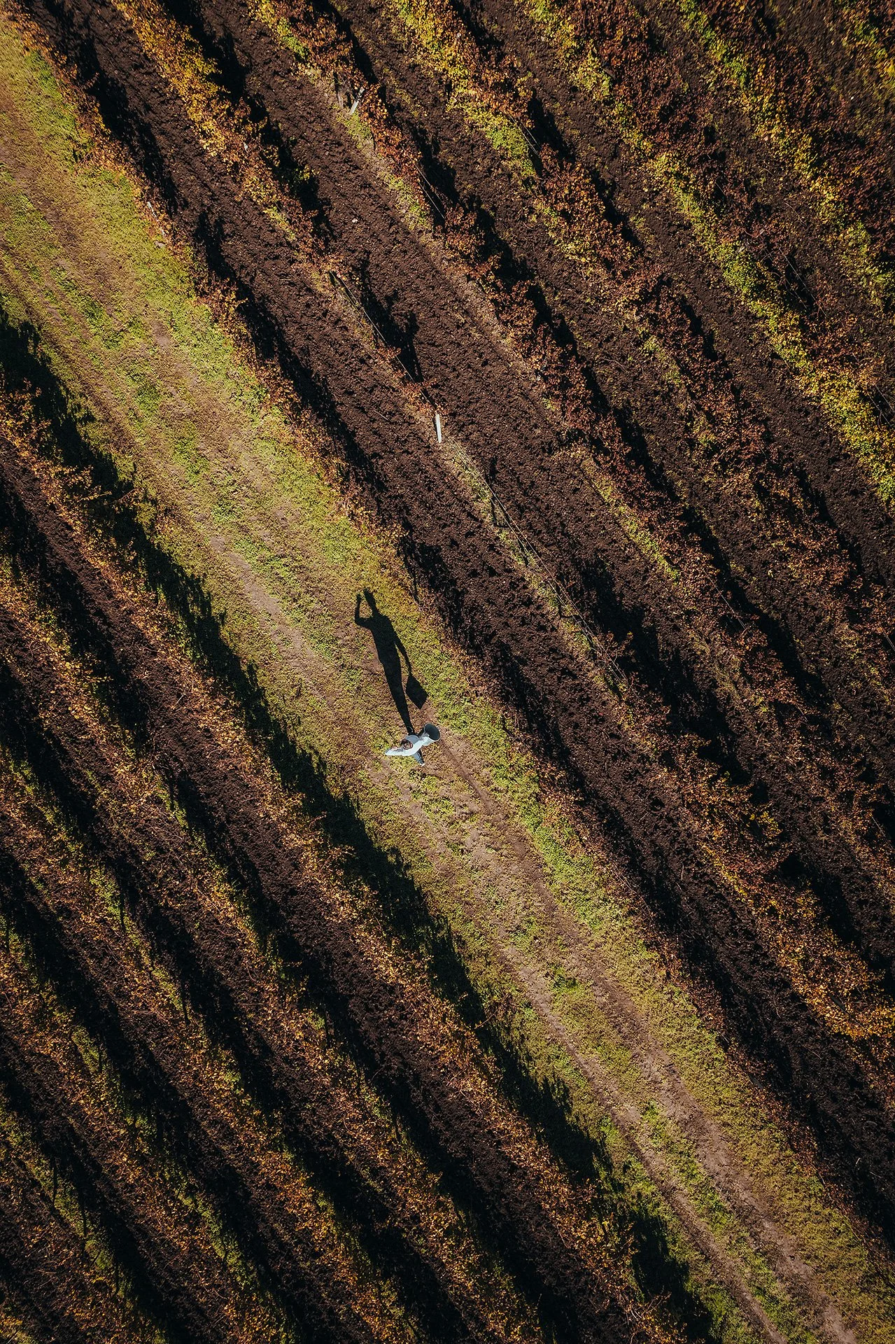Veduta aerea di un campo agricolo con filari di piante con foglie di colore autunnale, una persona con cappello e macchina fotografica scattando una foto.