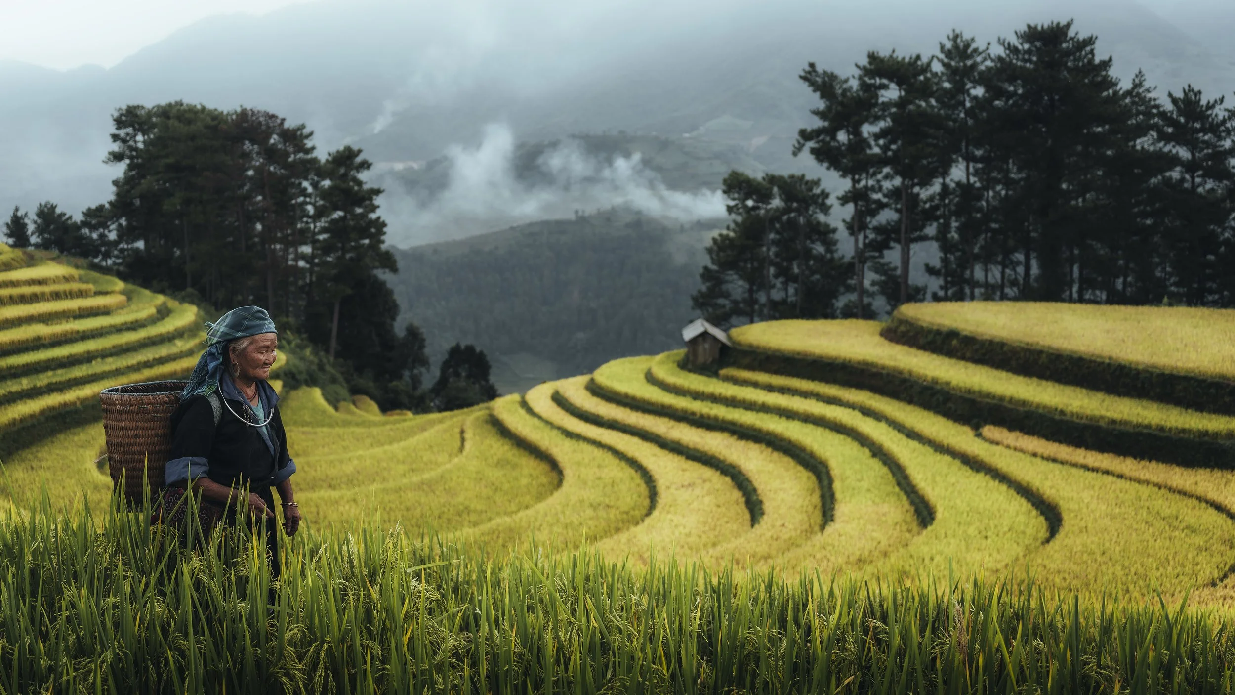 Donna anziana con cappello tenuta in piedi tra i campi di riso terrazza in Vietnam, con alberi e montagne sullo sfondo