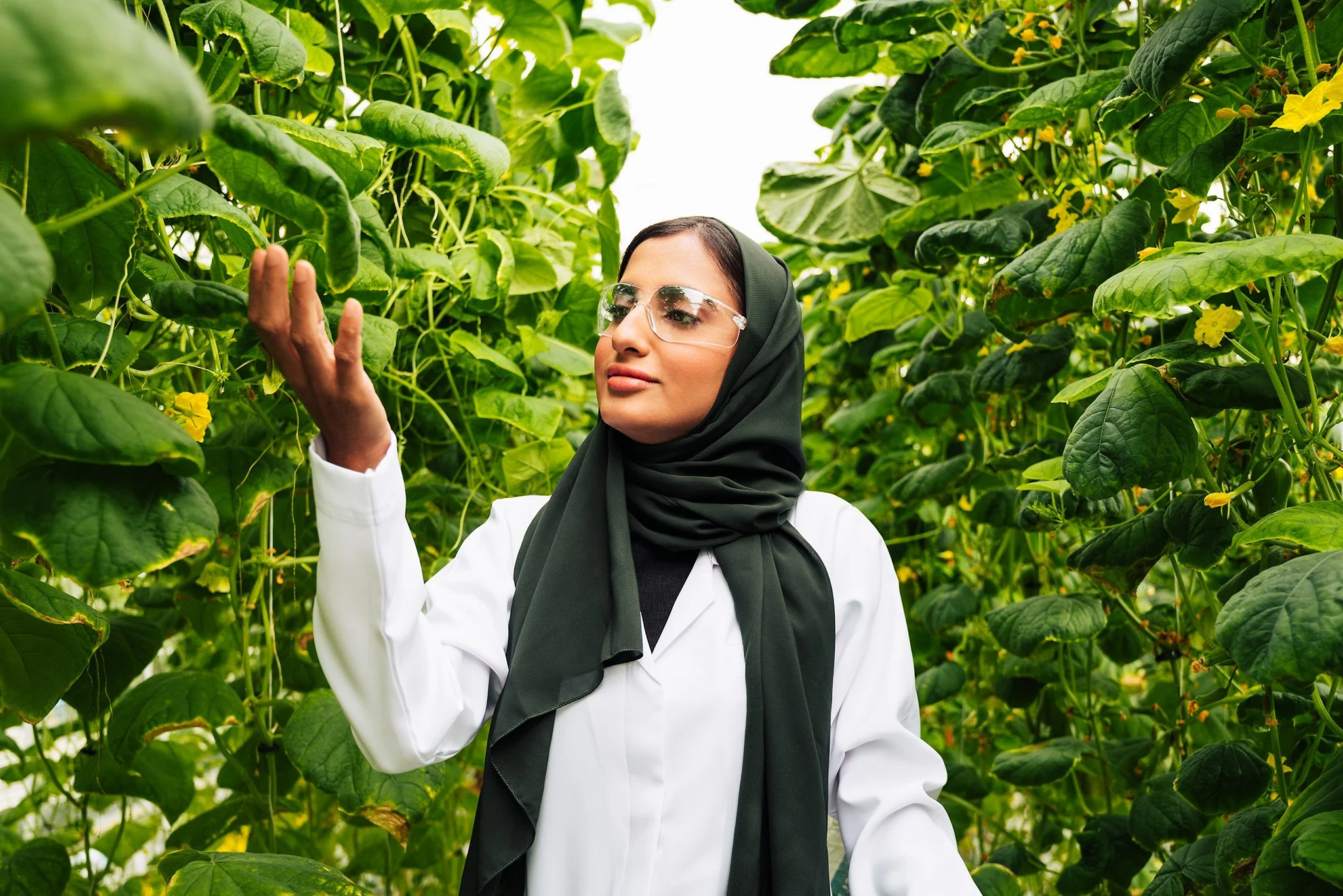 Una donna con hijab e occhiali di protezione osserva le piante di cetrioli con fiori gialli in una serra.