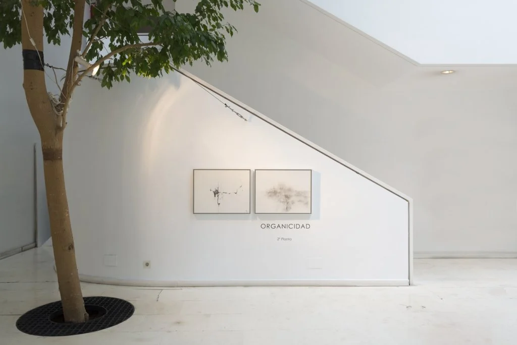 ORGANICIDAD Museo Barjola, Gijón.  Foto: Fernándo González