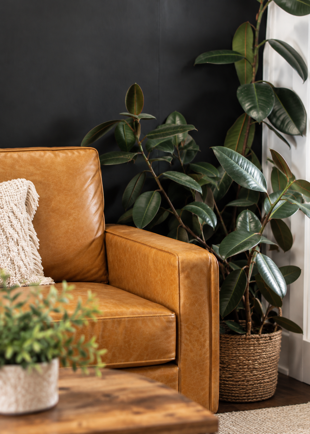 A cozy living room corner featuring a tan leather sofa with a textured beige cushion, a wooden coffee table, a large potted rubber plant, and part of a white curtain near a window with a black accent wall.