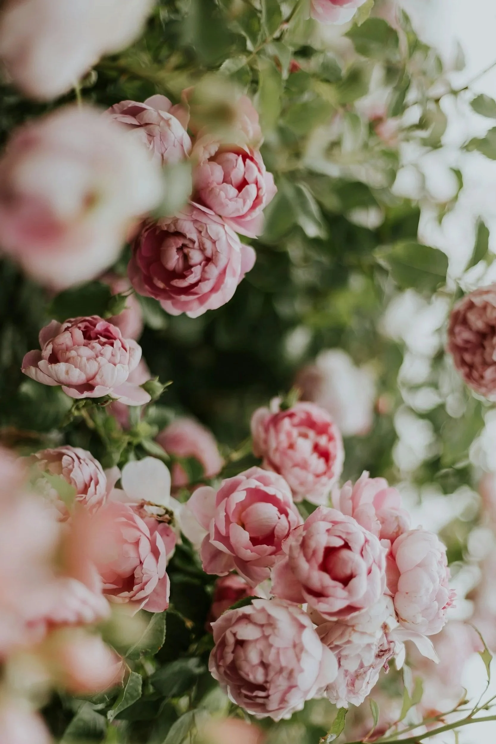 Rise & Shine Virtual — website design, marketing systems, and VA su