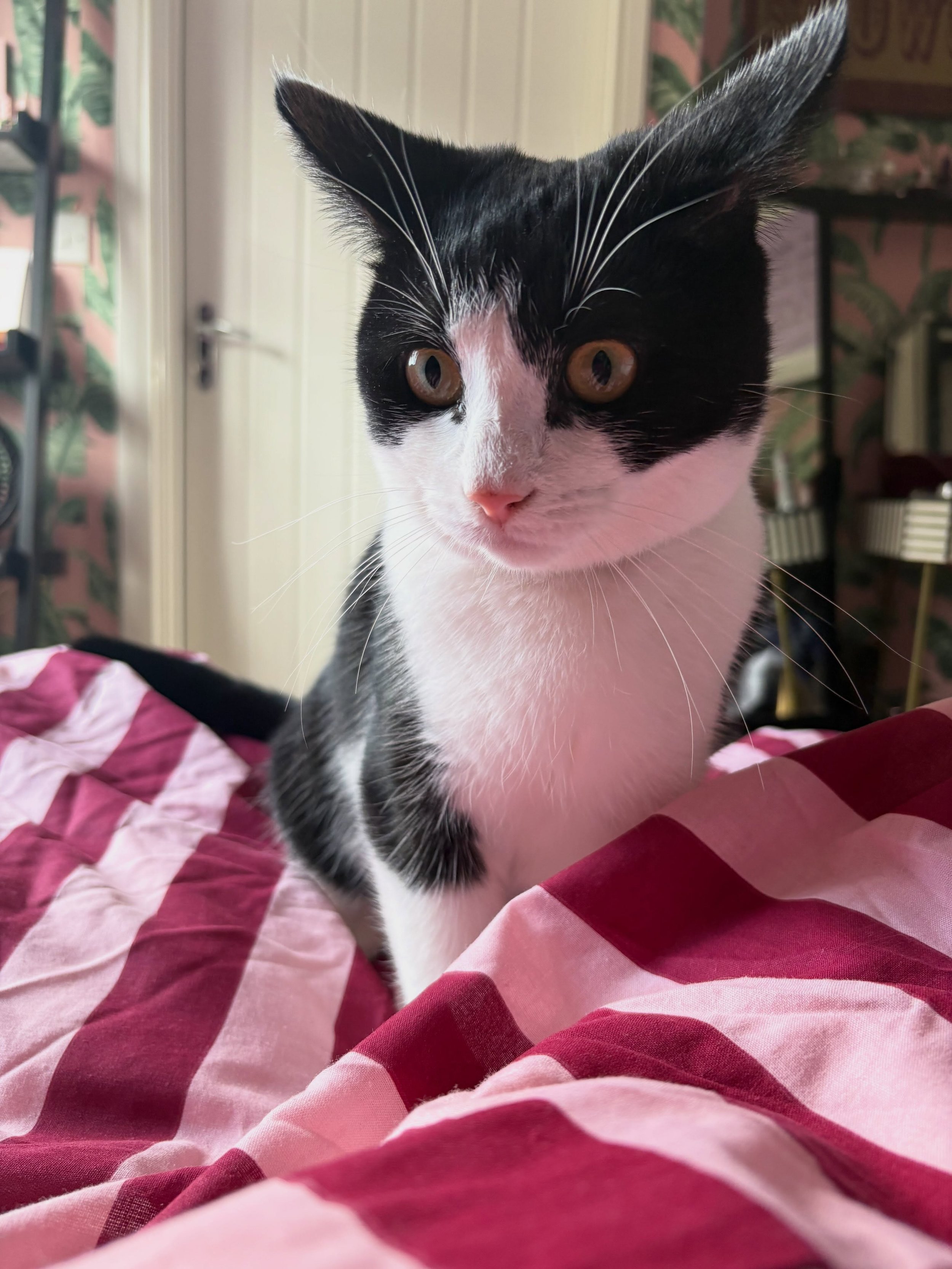 Curious about getting started and booking in for your FREE introductory session? Not sure what to expect?

Probably the most important thing to know is that this guy is likely to make an appearance! This is Iyo, hes only just turned one and his energ