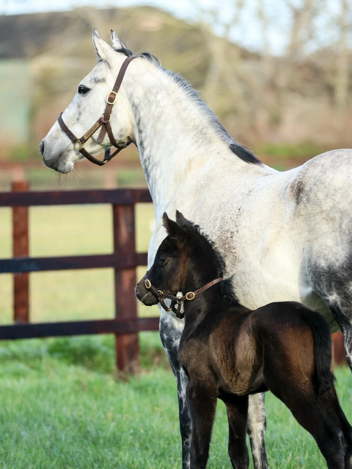 We can&rsquo;t get enough of our Chaldean @juddmonte filly! 

#sbzequine #foaling #breeding #racing