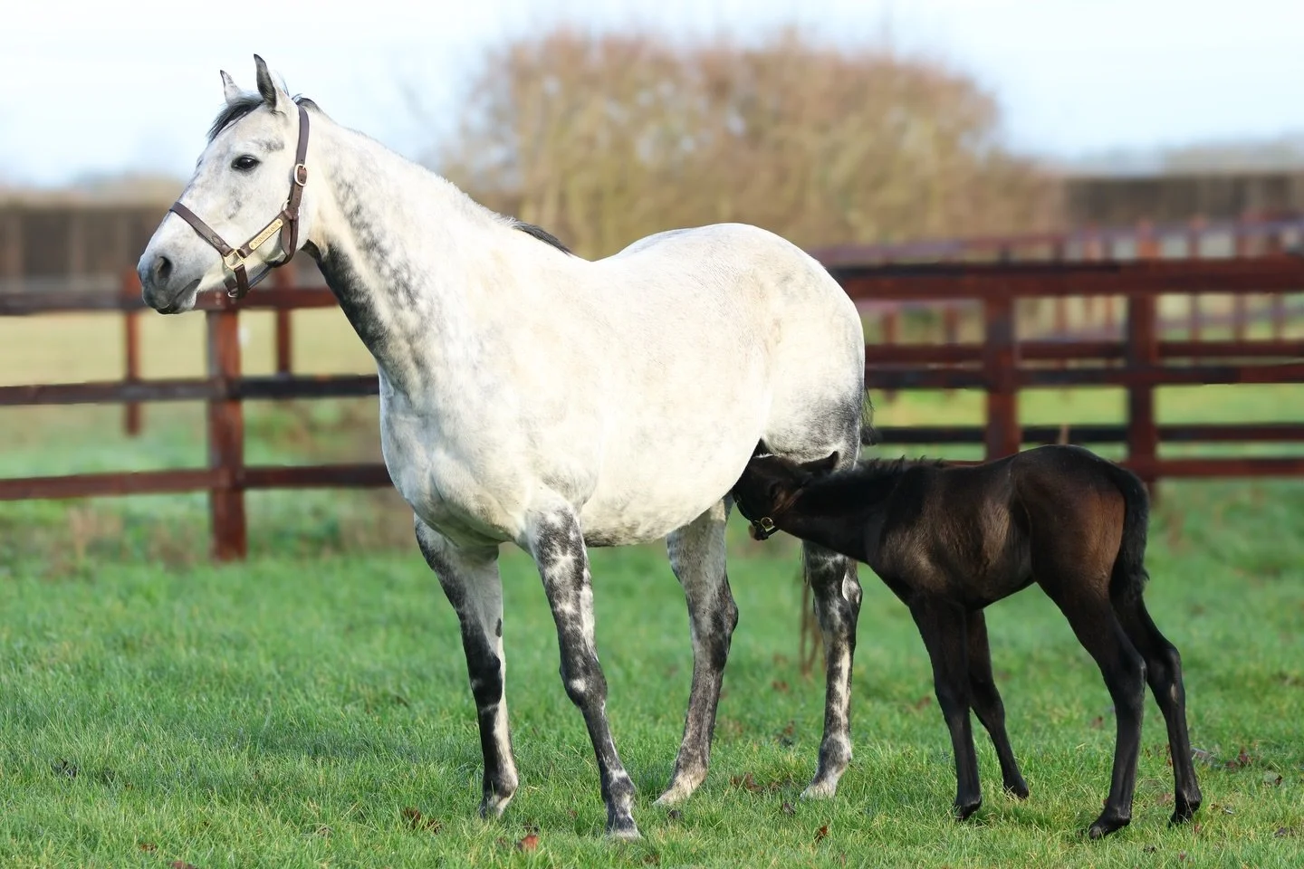 Happy Valentines and start of the covering season in the UK! 💌 

Is your mare due to be serviced by a Newmarket stallion? 
We have some availability for boarding mares, ideal for mares based further afield to stay with us until they are ready to be 