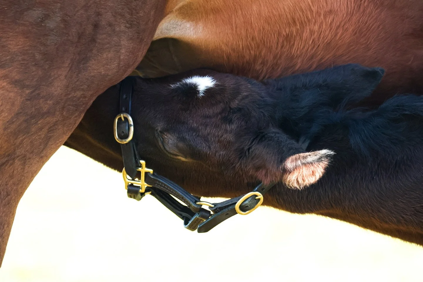 And number two has arrived! 🐴 

#sbzequine #boardingmares #newmarket #foals