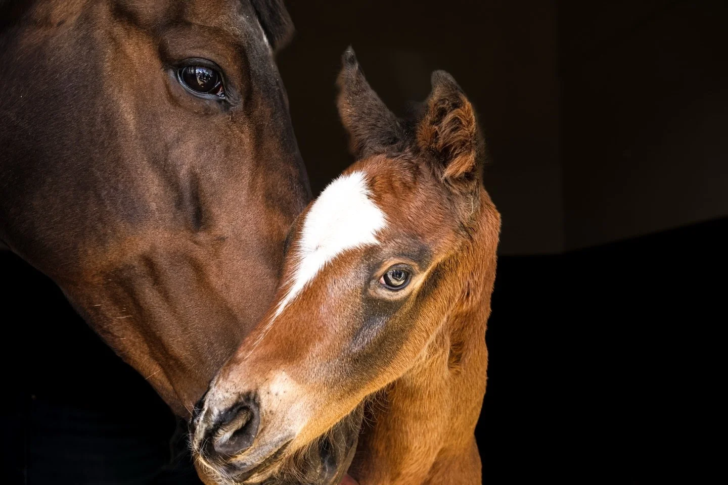 Another new arrival this week! This time a strapping colt by @tallyhostud Good Guess.🌟 

📸 @equismartmanagement 

#sbzequine #boardingmares #foaling #foalseason