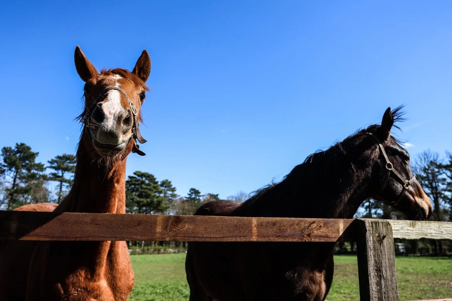 Some of our yearlings enjoying the April sunshine this week at Egerton! With all of them developing well and beginning to change their coats, we&rsquo;re looking forward to seeing them grow into some lovely types for the upcoming sales!

For boarding