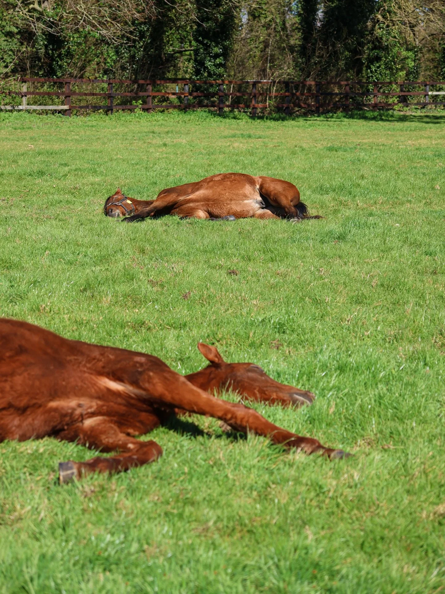 A couple of our yearlings taking their job very seriously this afternoon! 

With acres of established pastures and quiet surroundings, Egerton is well placed for youngstock to thrive. 🌱 

For all boarding and resting enquiries: Jess 📞 07891 651090 