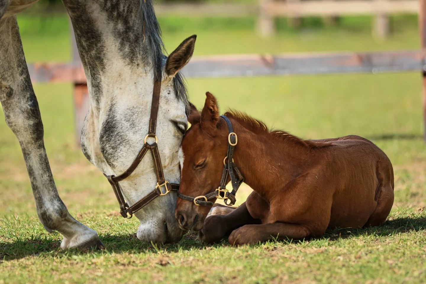 Our newest arrival by Sands of Mali is already stealing hearts! 💕 

#sbzequine #breeding #studfarm #egertonstud #newmarket
