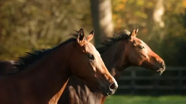 A brown horse lying down on a grassy field with yellow and white flowers, with eyes closed and resting.