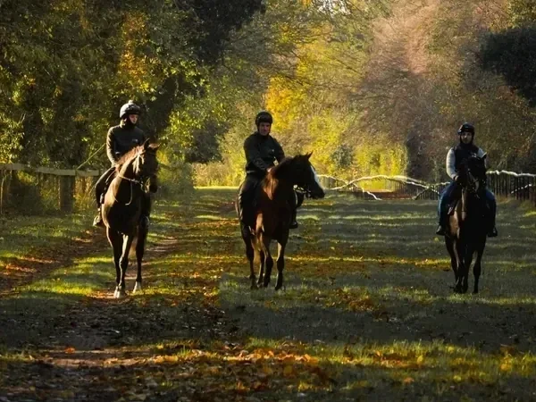 A person riding a brown horse with a white stripe on its face, outdoors in front of trees and bushes.
