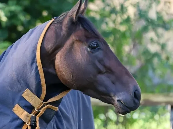 A brown horse with a white stripe on its face lying down on green grass and dirt.