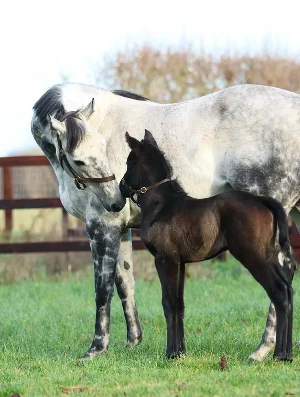 Adult and foal horses standing in a grassy field with green trees in the background.