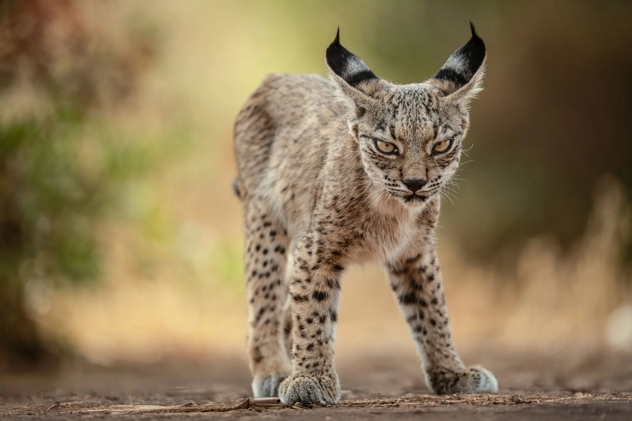 iberian-lynx-cub.jpg