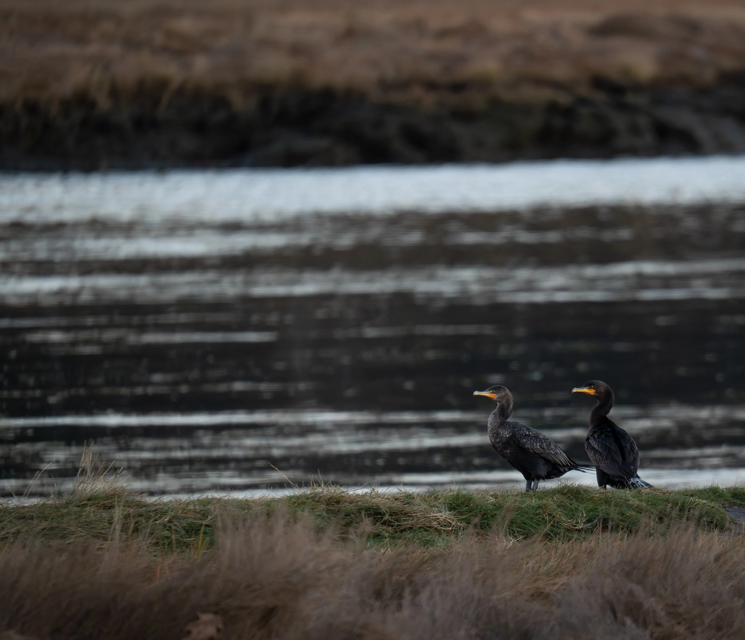 20251108-172357-square space-2.jpg