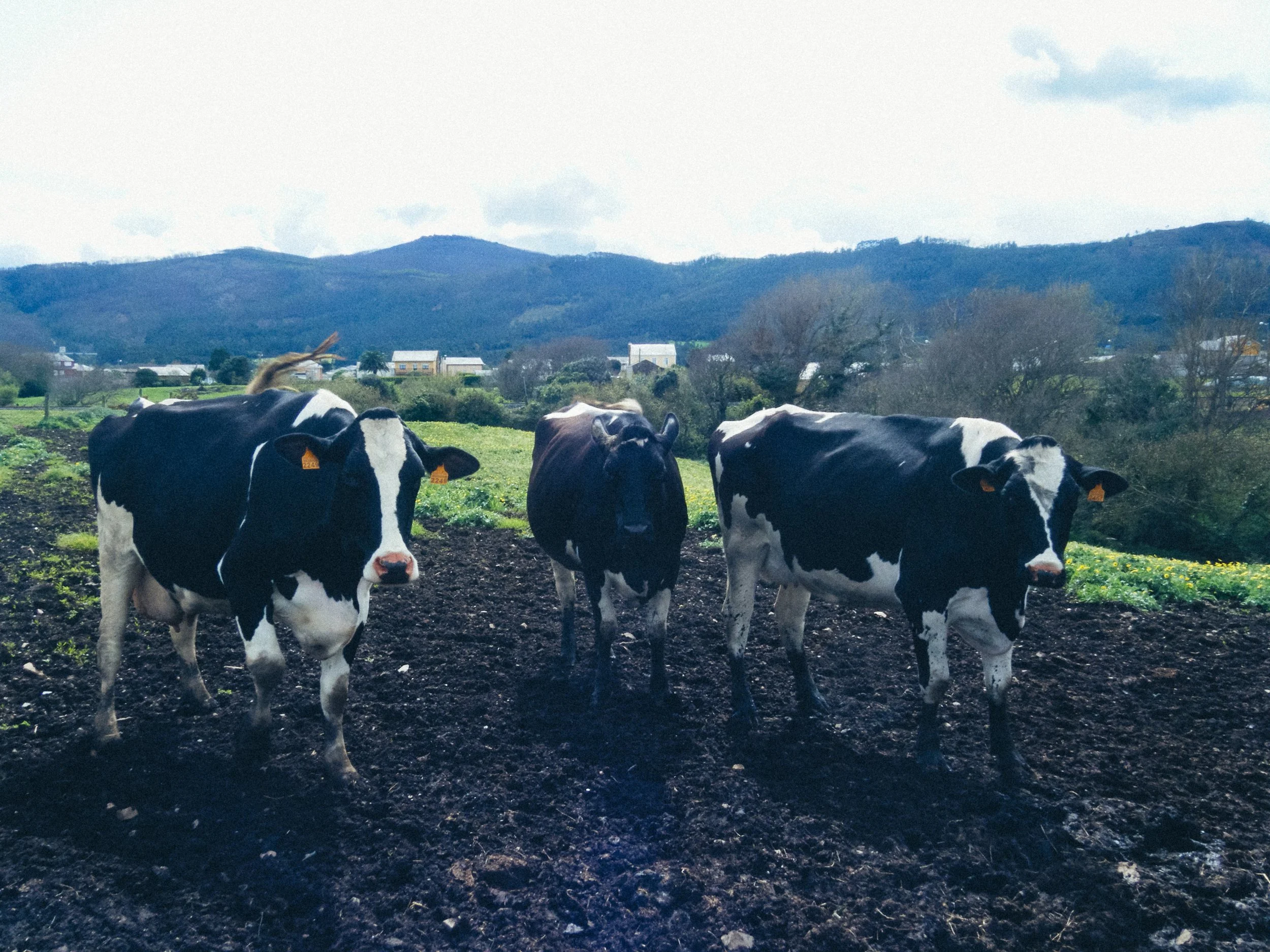 Tres vacas negras y blancas en un campo con colinas y casas en el fondo.