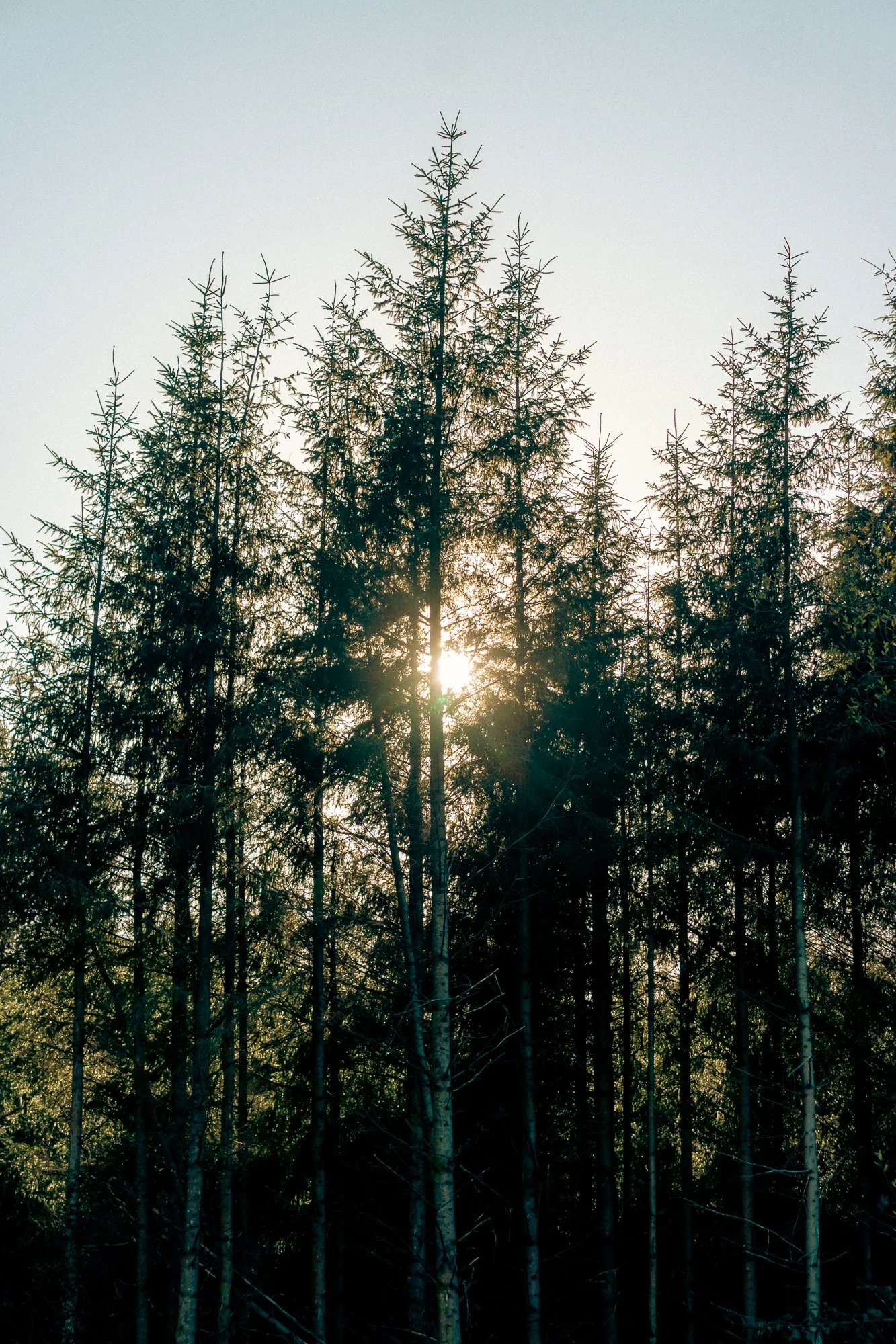 Sunlight shining through tall pine trees in a forest.
