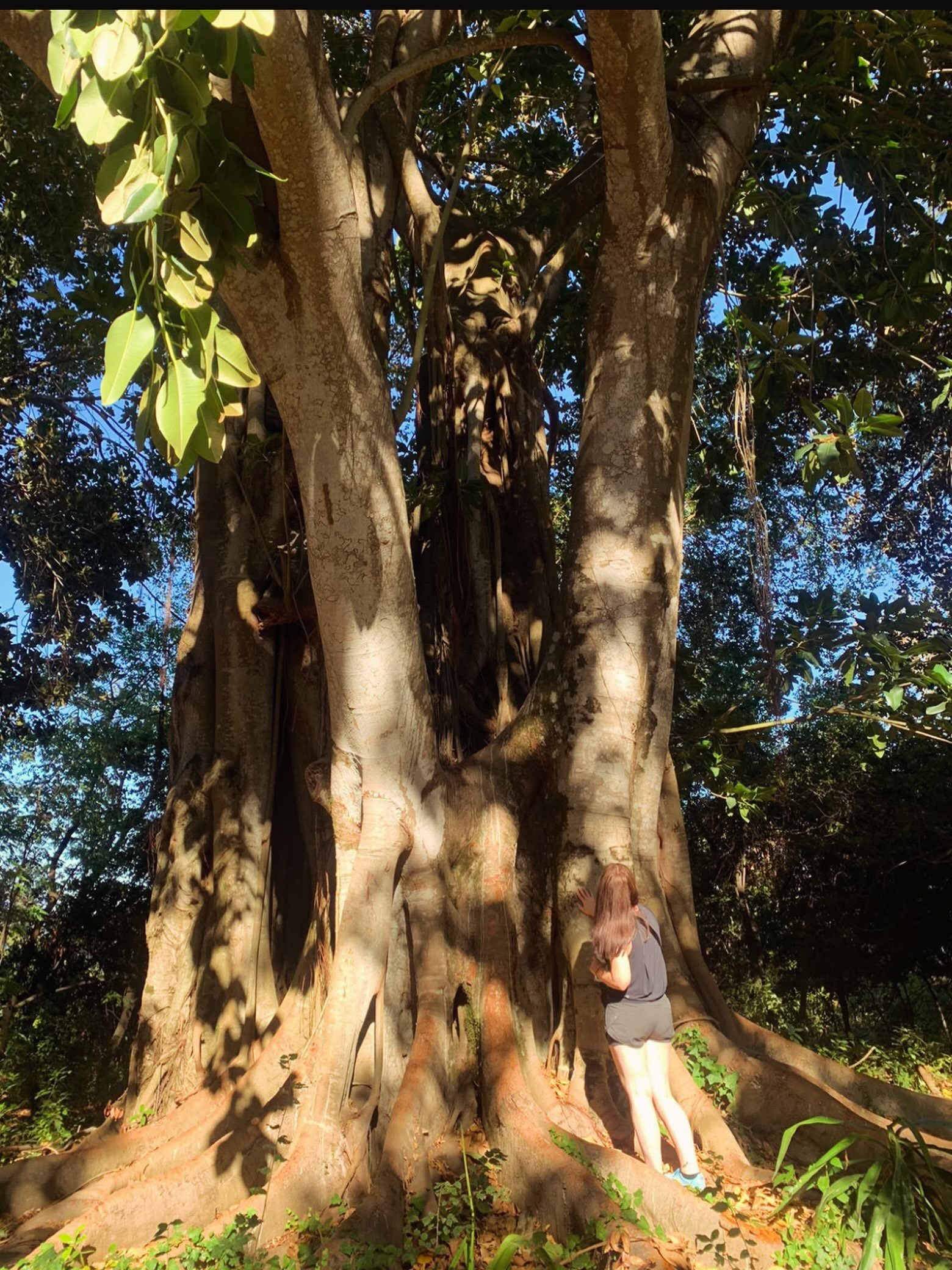 I could never not pass an extraordinary tree like this and not say hello&hellip; 👋

Trees, as ancient as these beauties, make me feel both wonder and awe 🤩

I am always in awe of their magnetic, calming energy, their majestic strength and profound 