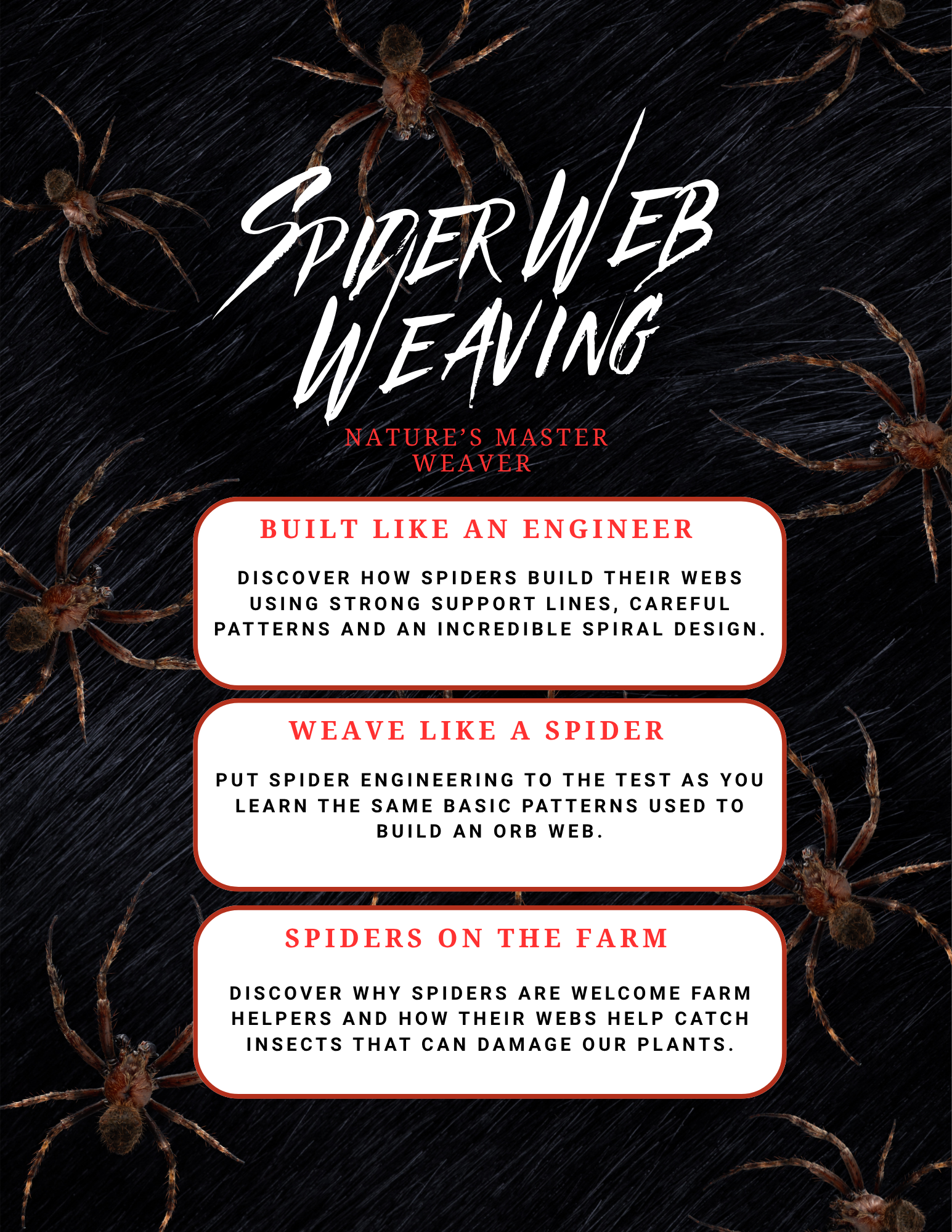 Spider Web Weaving: Nature’s Master Weaver | Oct. 23