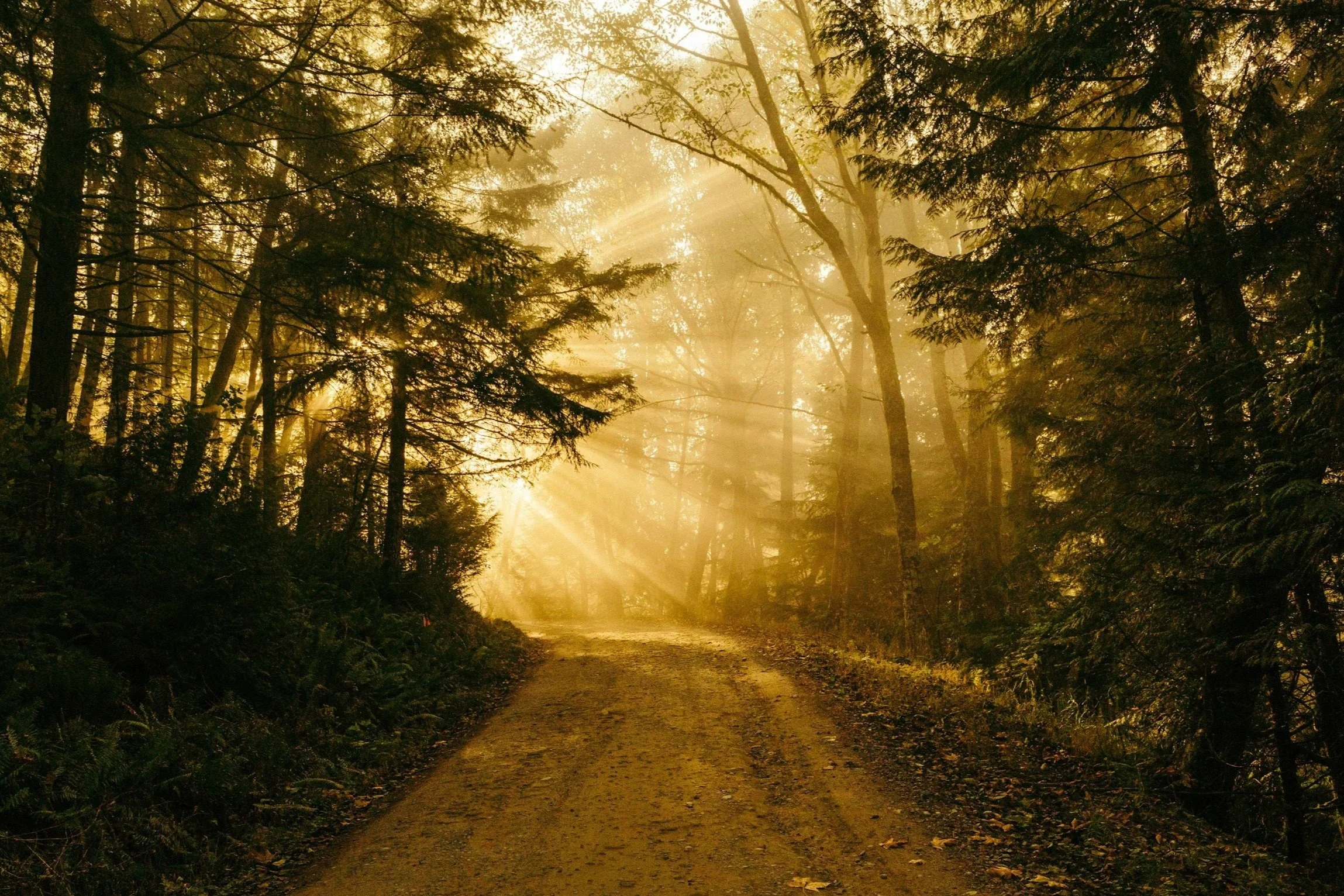 Sunlight filters through dense forest trees onto a dirt path in a wooded area.