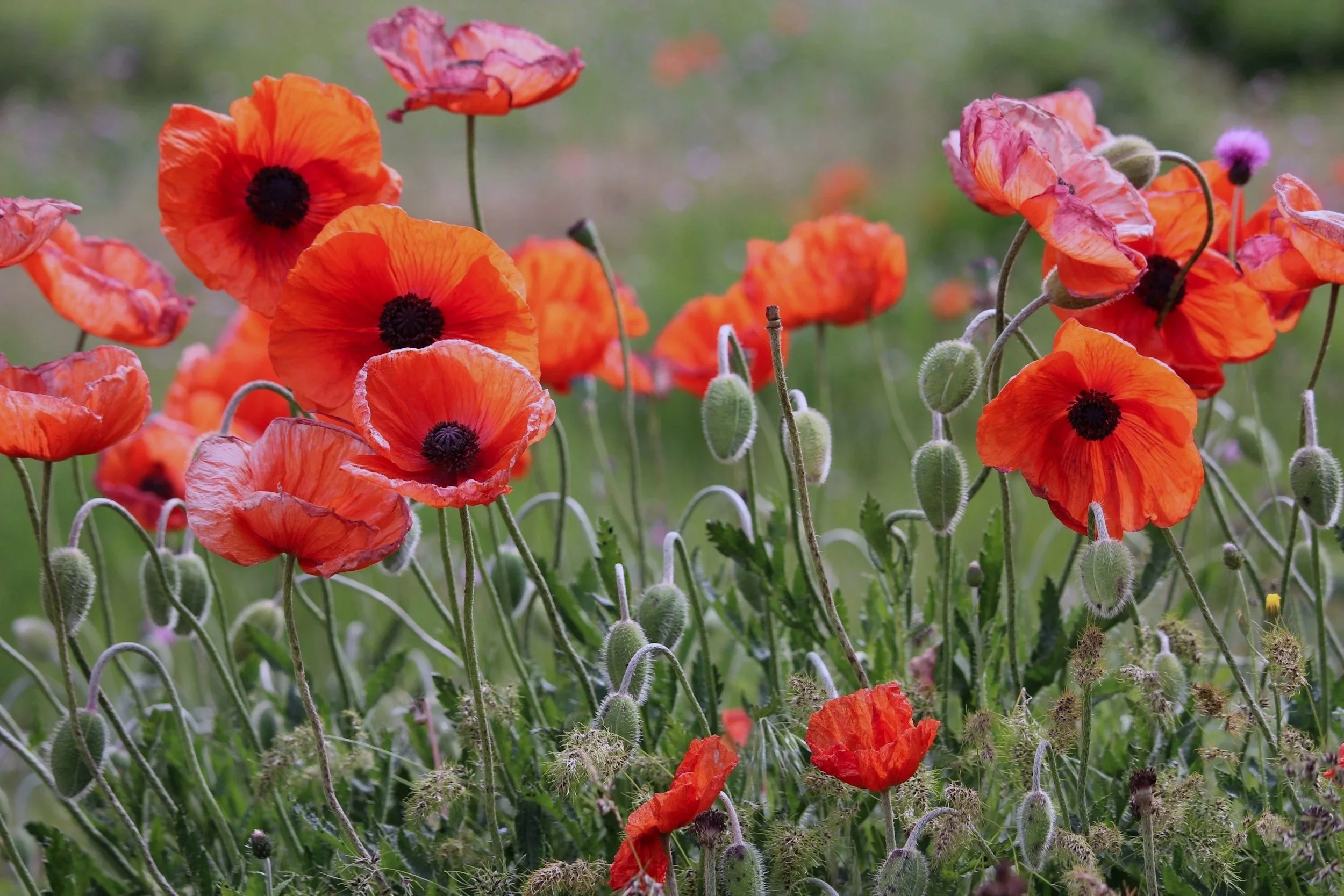 poppies in stages of growth and bloom