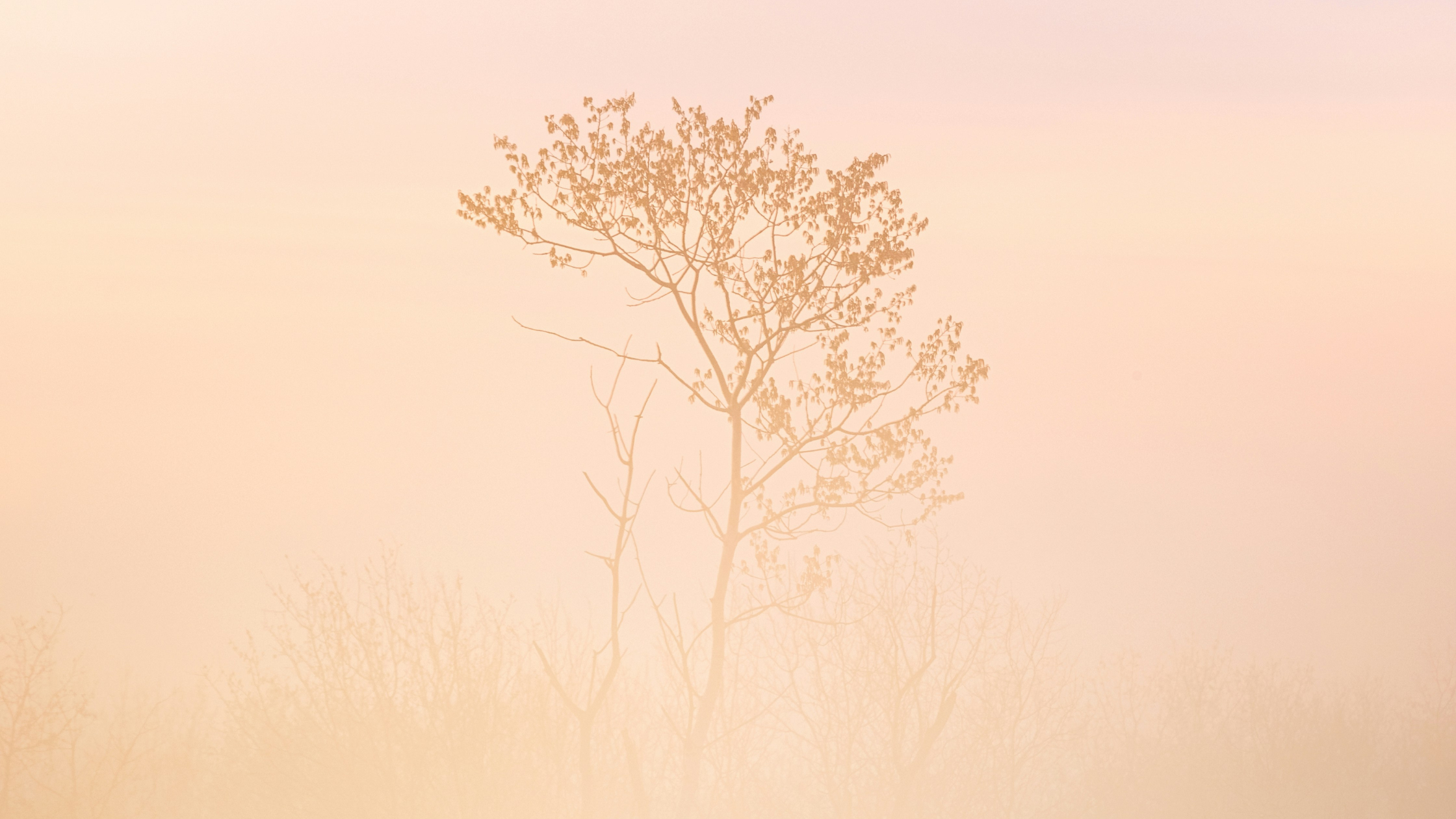 perimenopause support