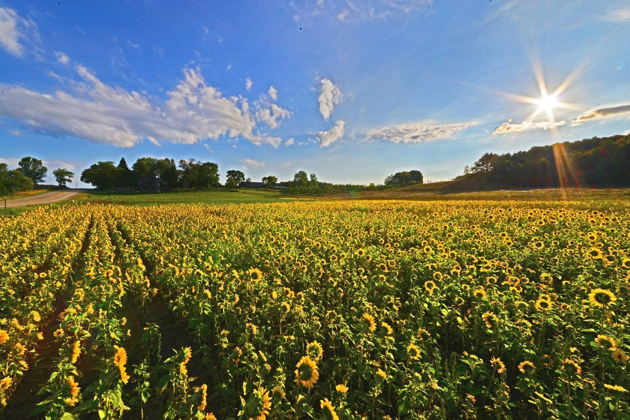 Sunflower Field.jpg