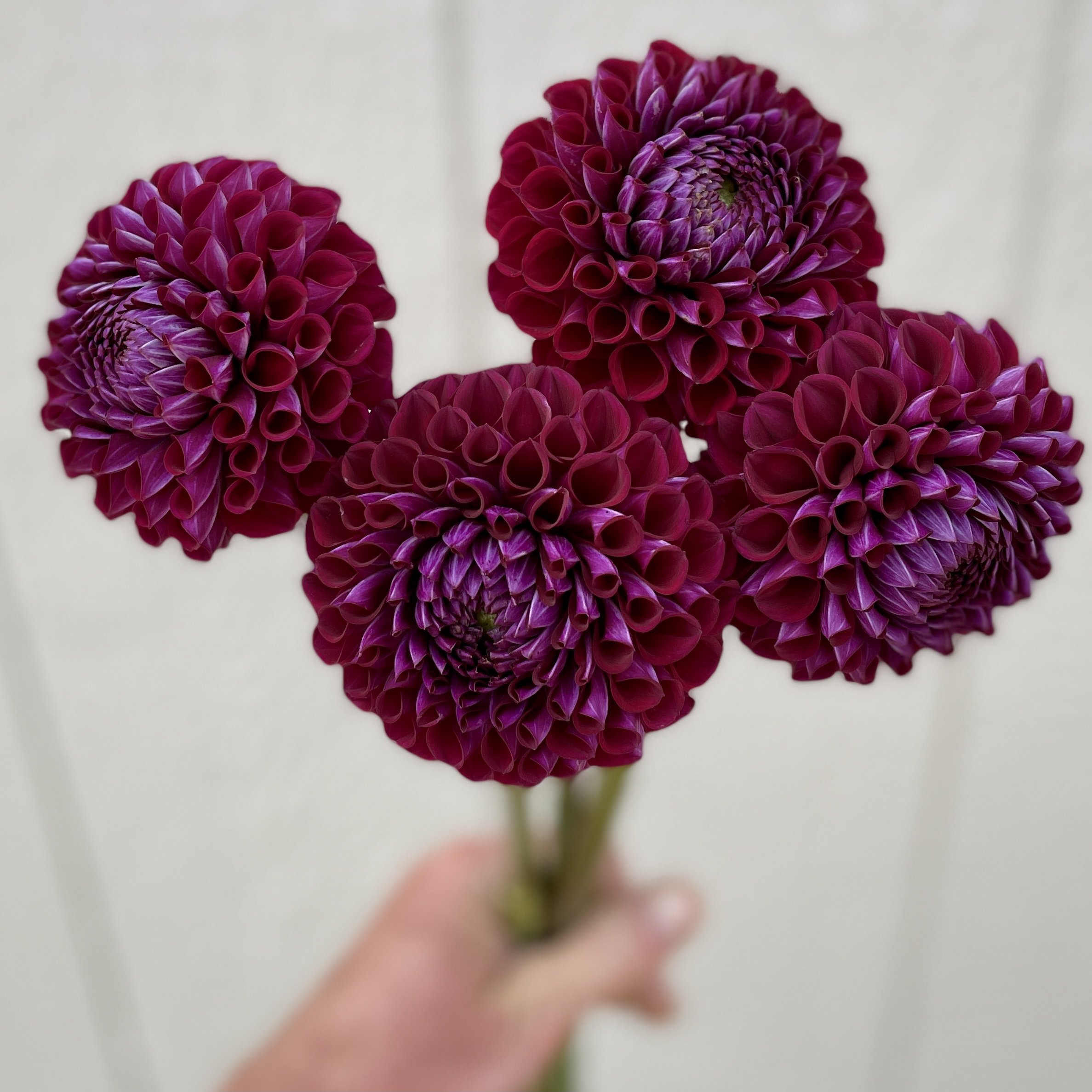 Dahlia tuber, Ivanetti