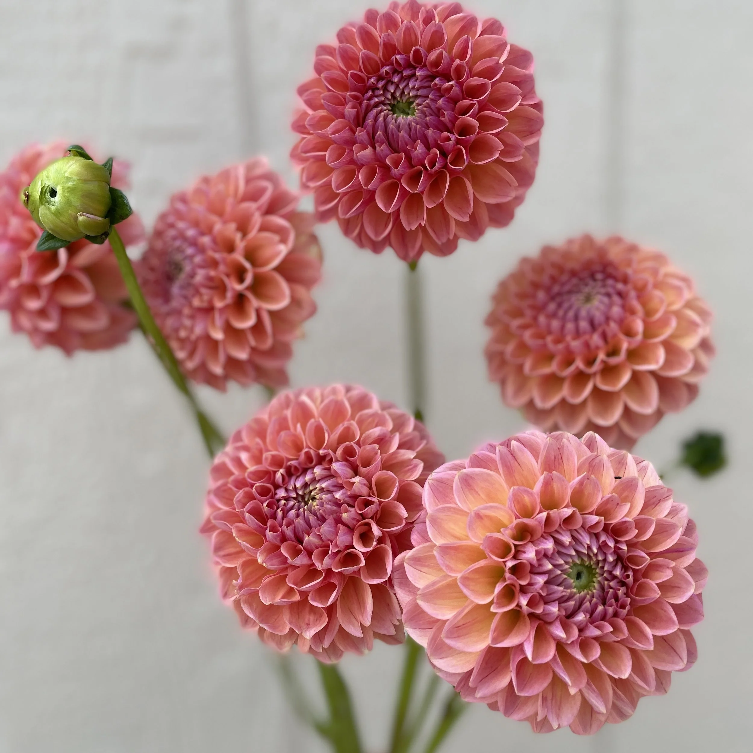 Dahlia tuber, Linda's Baby