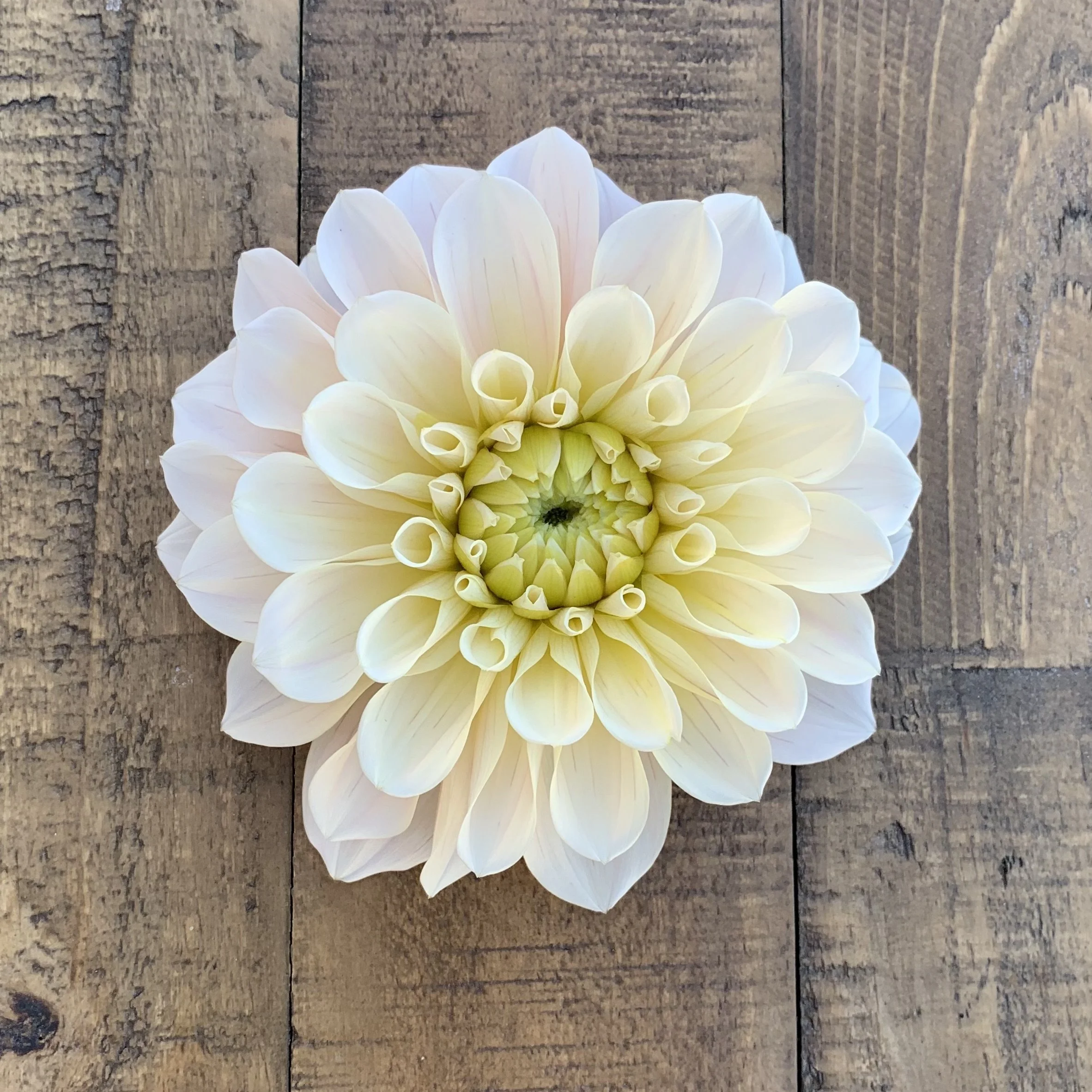 Dahlia tuber, Sweet Natalie