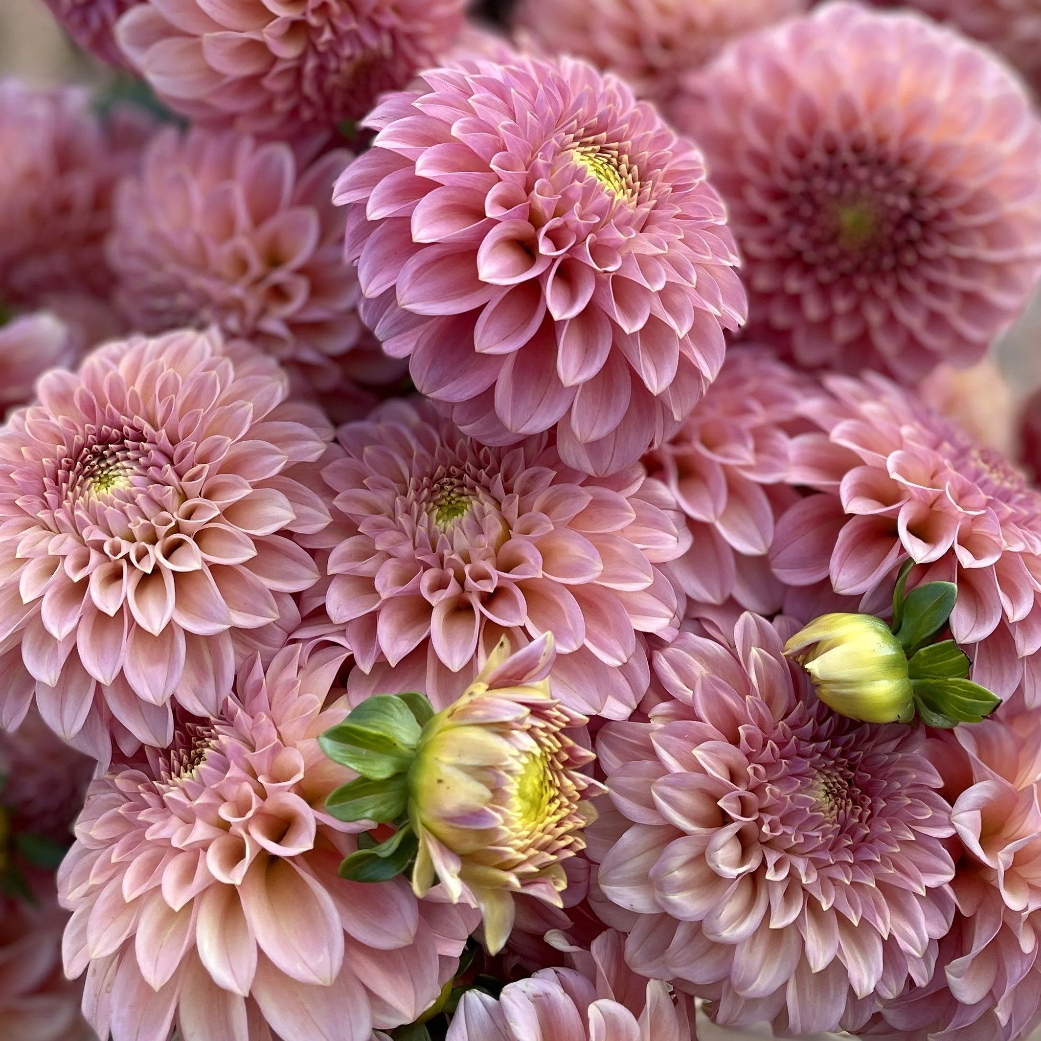 Dahlia tuber, Rock Run Ashley