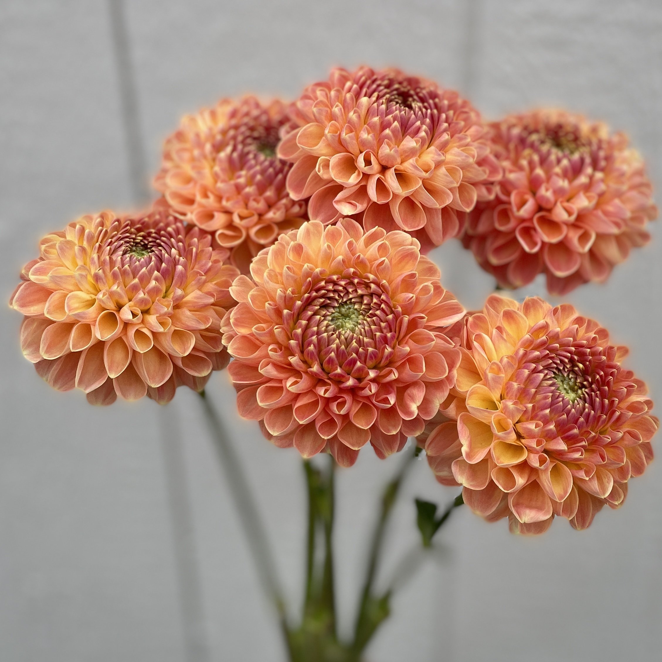 Dahlia tuber, Crichton Honey