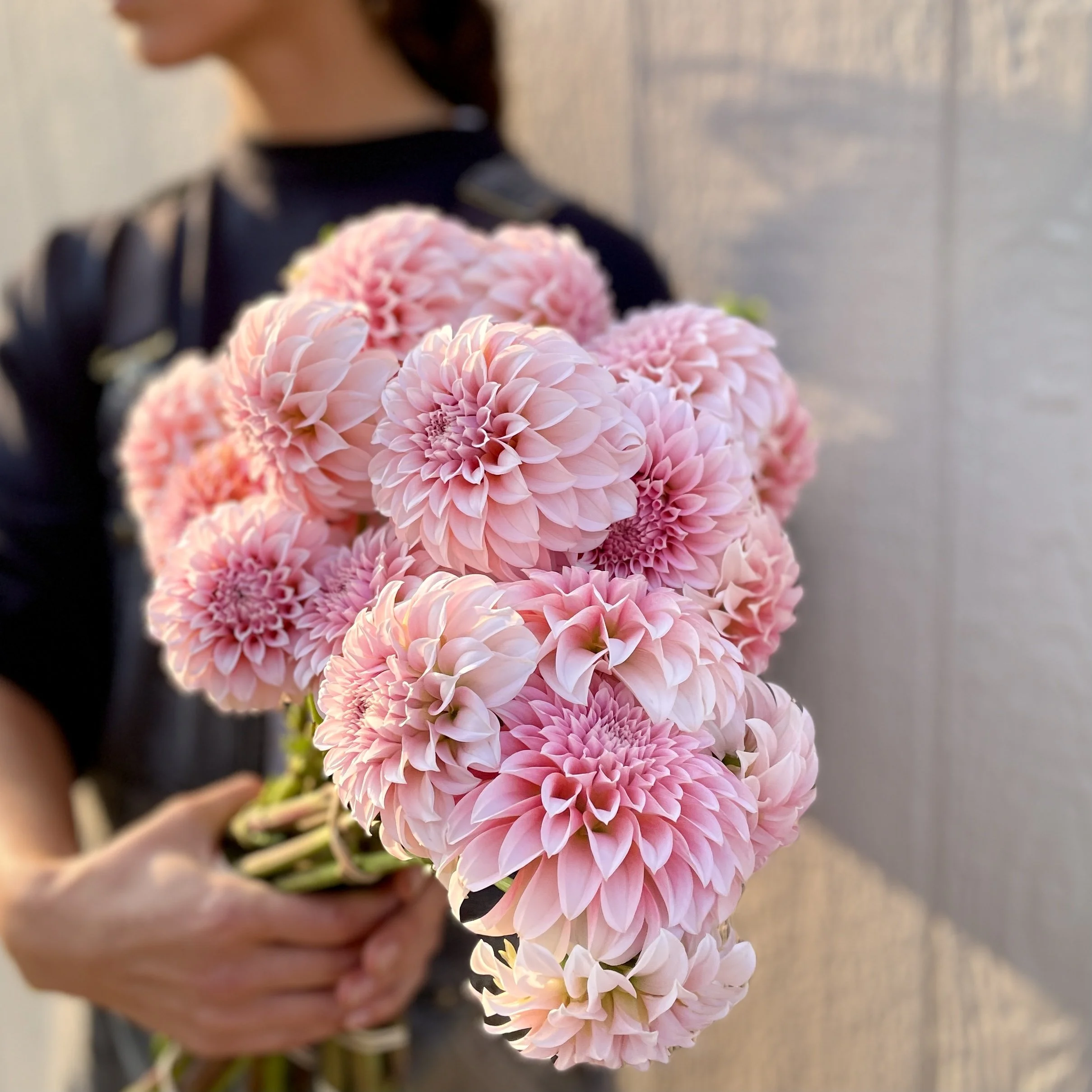 Dahlia tuber, Peaches N Cream