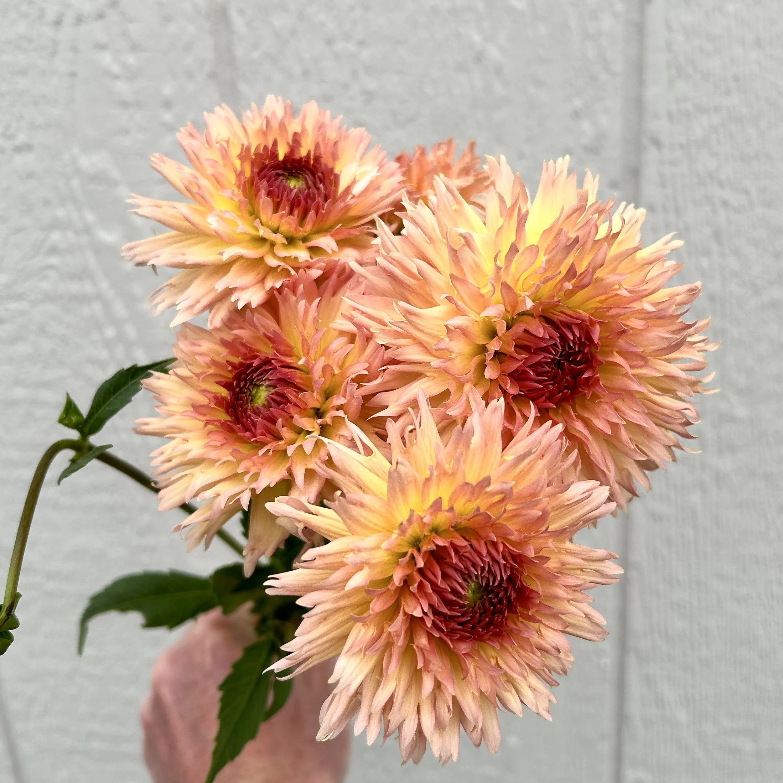 Dahlia, Lakeview Peach Fuzz