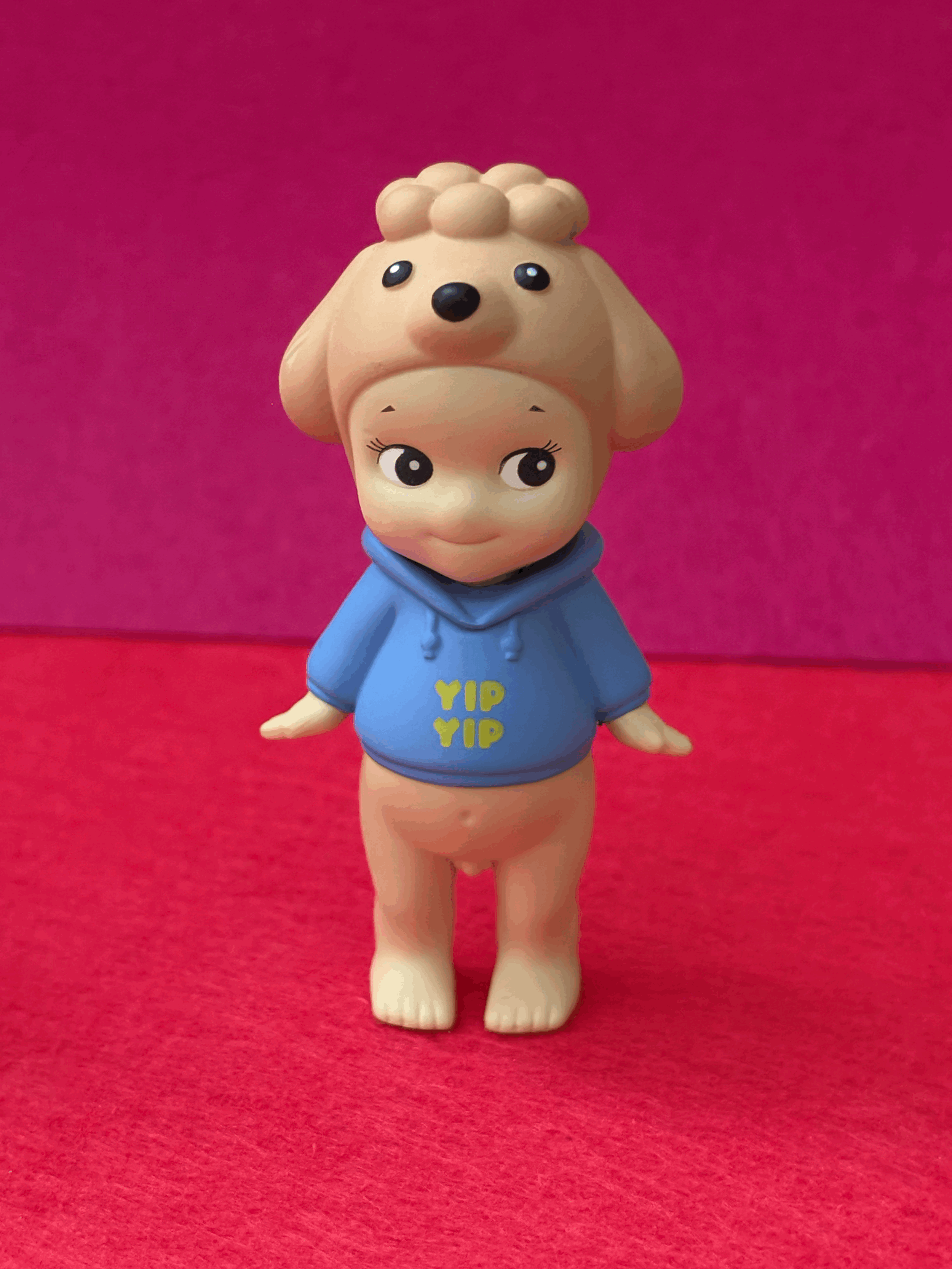 Dog Time Series Toy Poodle