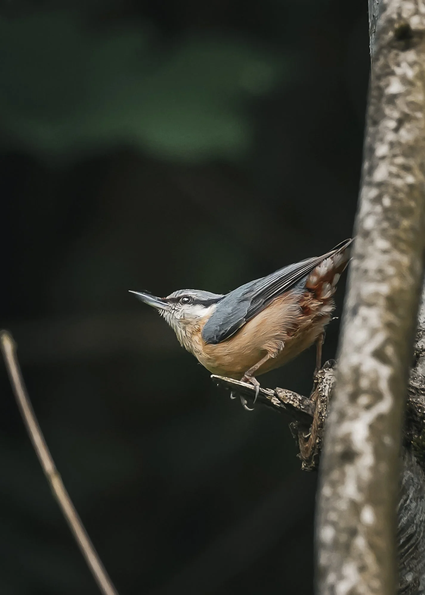 The Nuthatch