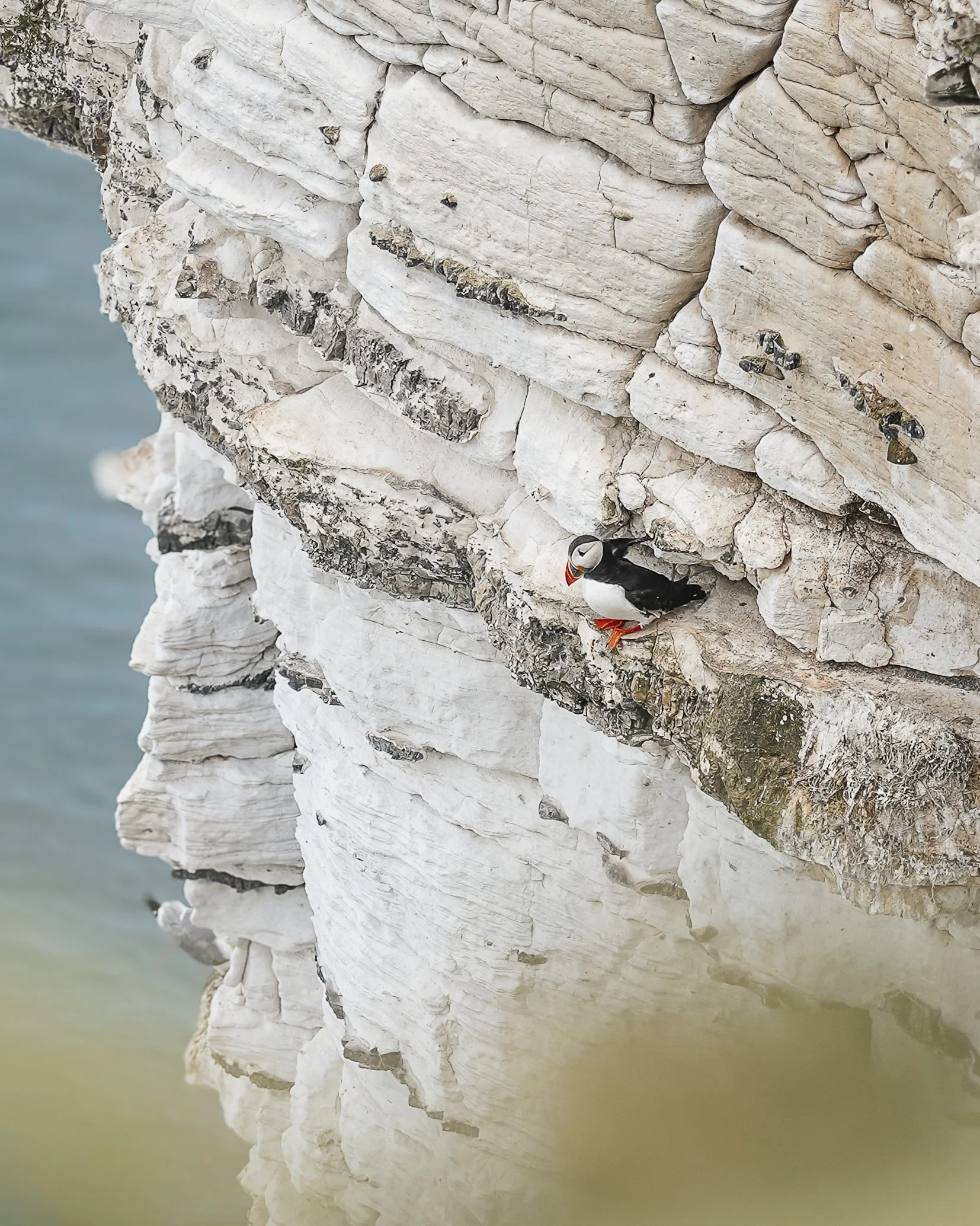 Puffin in the Cliffs