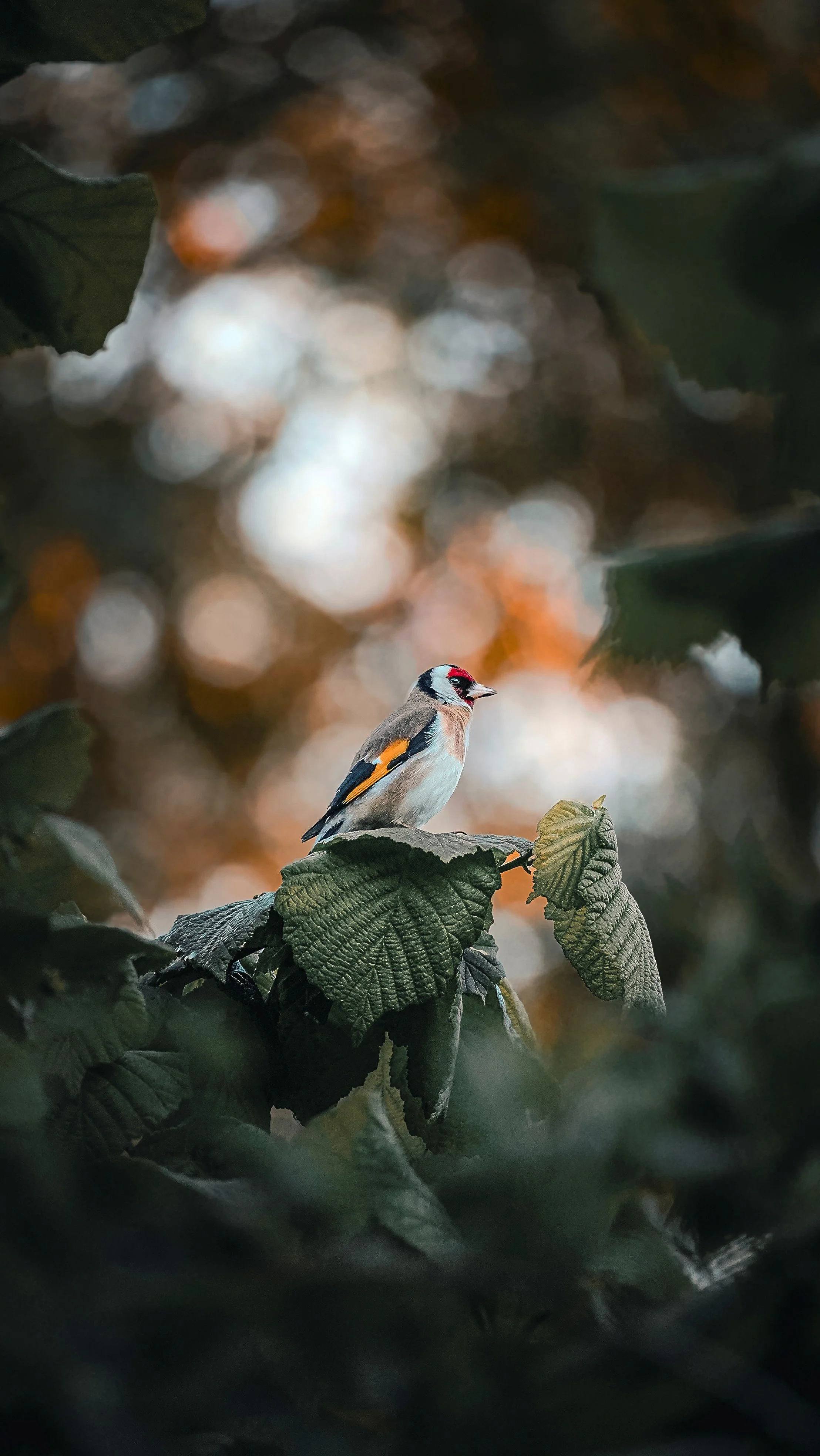The Goldfinch