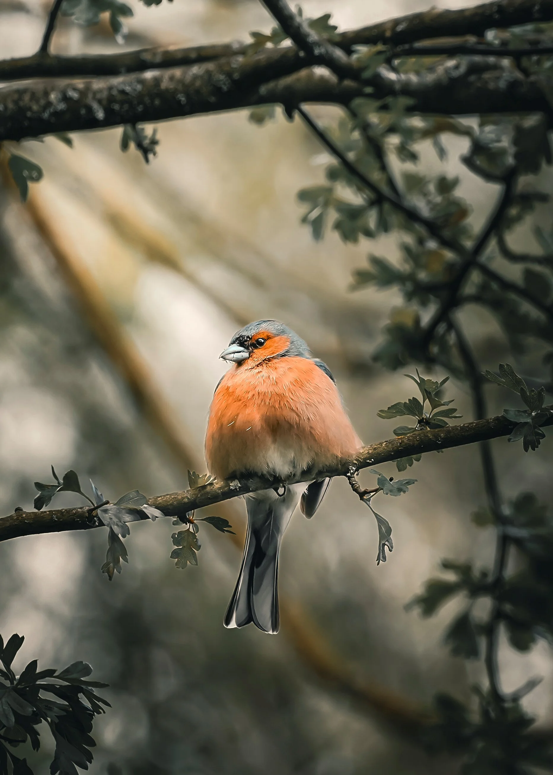 The Chaffinch