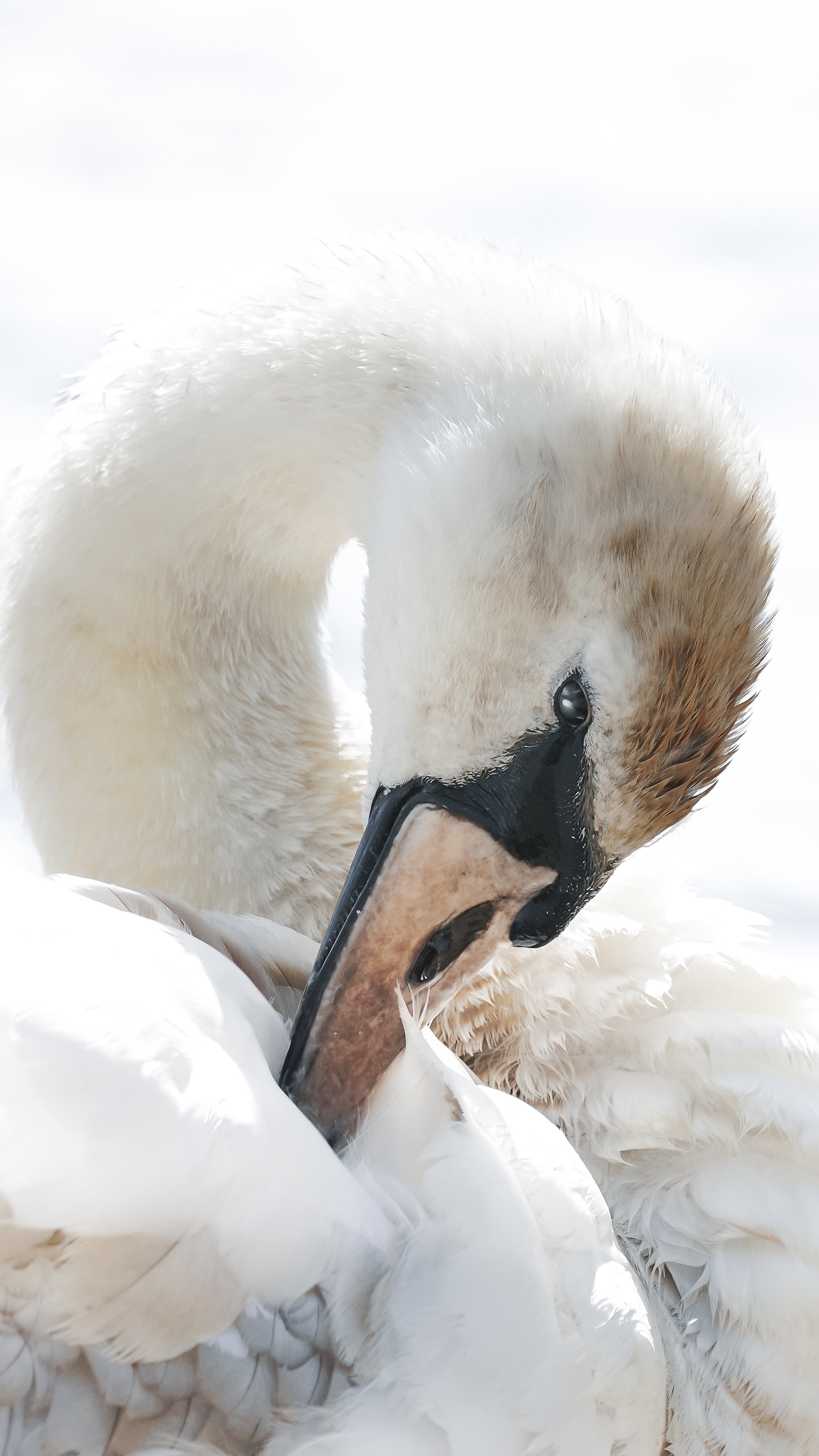 The White Swan